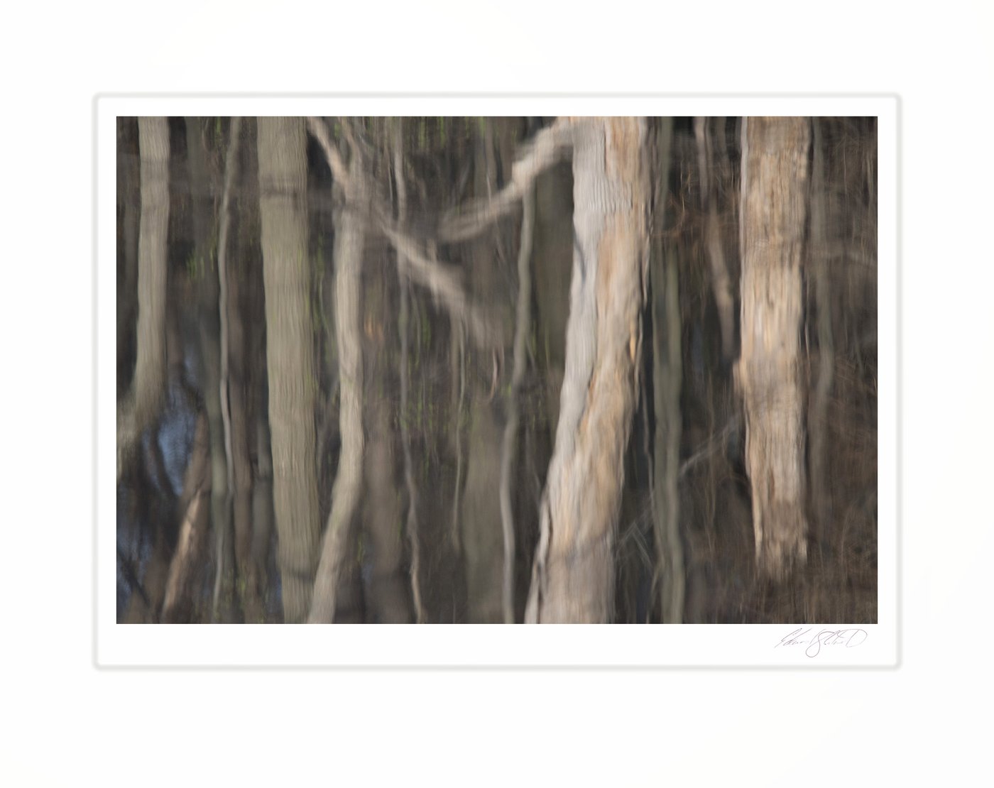 The blurred reflection of bare tree trunks in still water, rendered in soft grays and browns. The Red Cedar River, Williamston, Michigan -October 2010