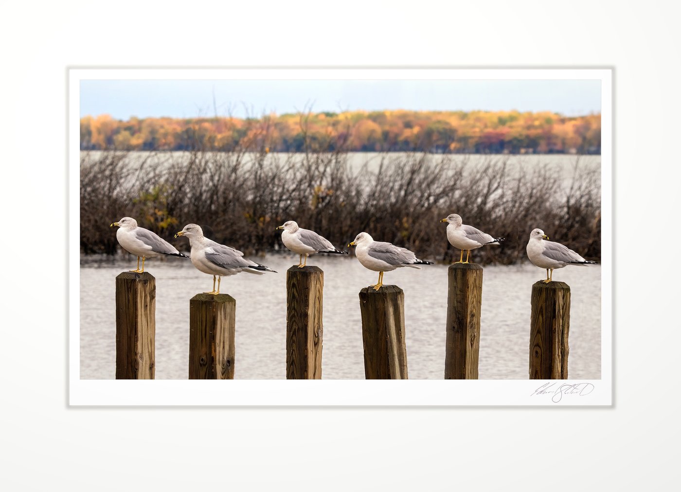 Six gulls lined up on wooden posts in autumn. Mud Creek at Lake Huron, Michigan -October 2020