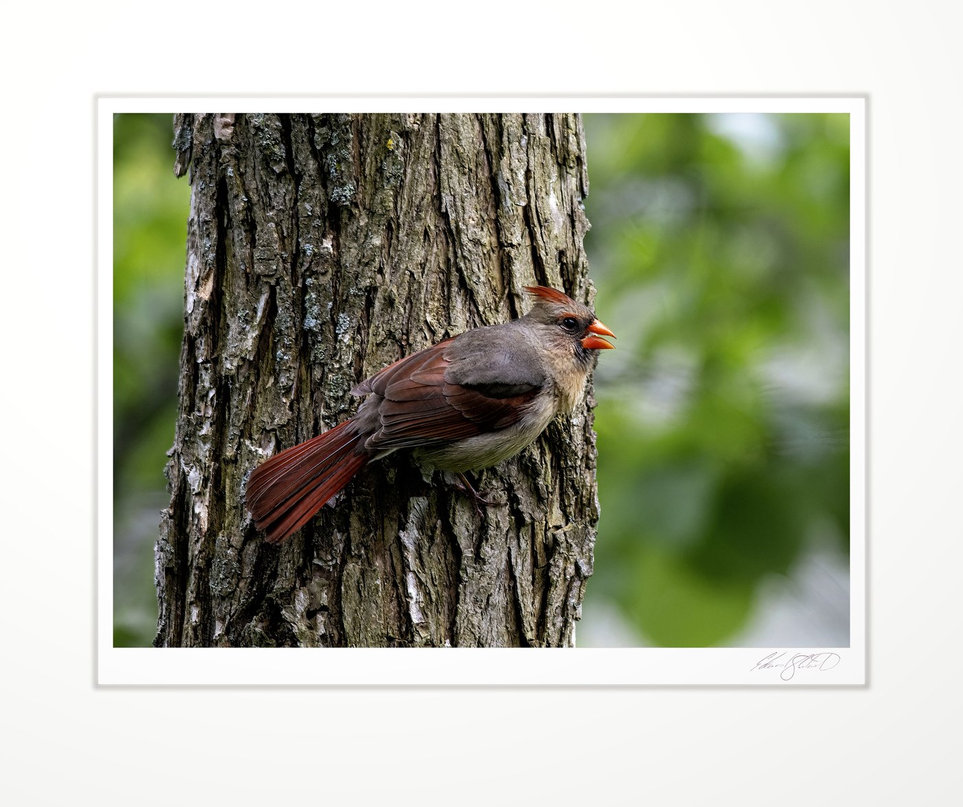 A female cardinal calling from a tree trunk. Eaton Rapids, Michigan -2013