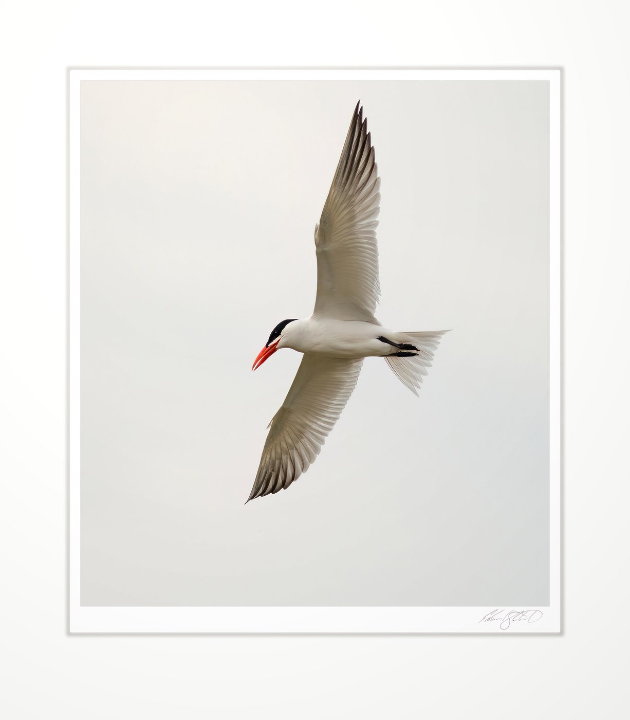 A Caspian tern banking in flight. Sand Point, Michigan -2014