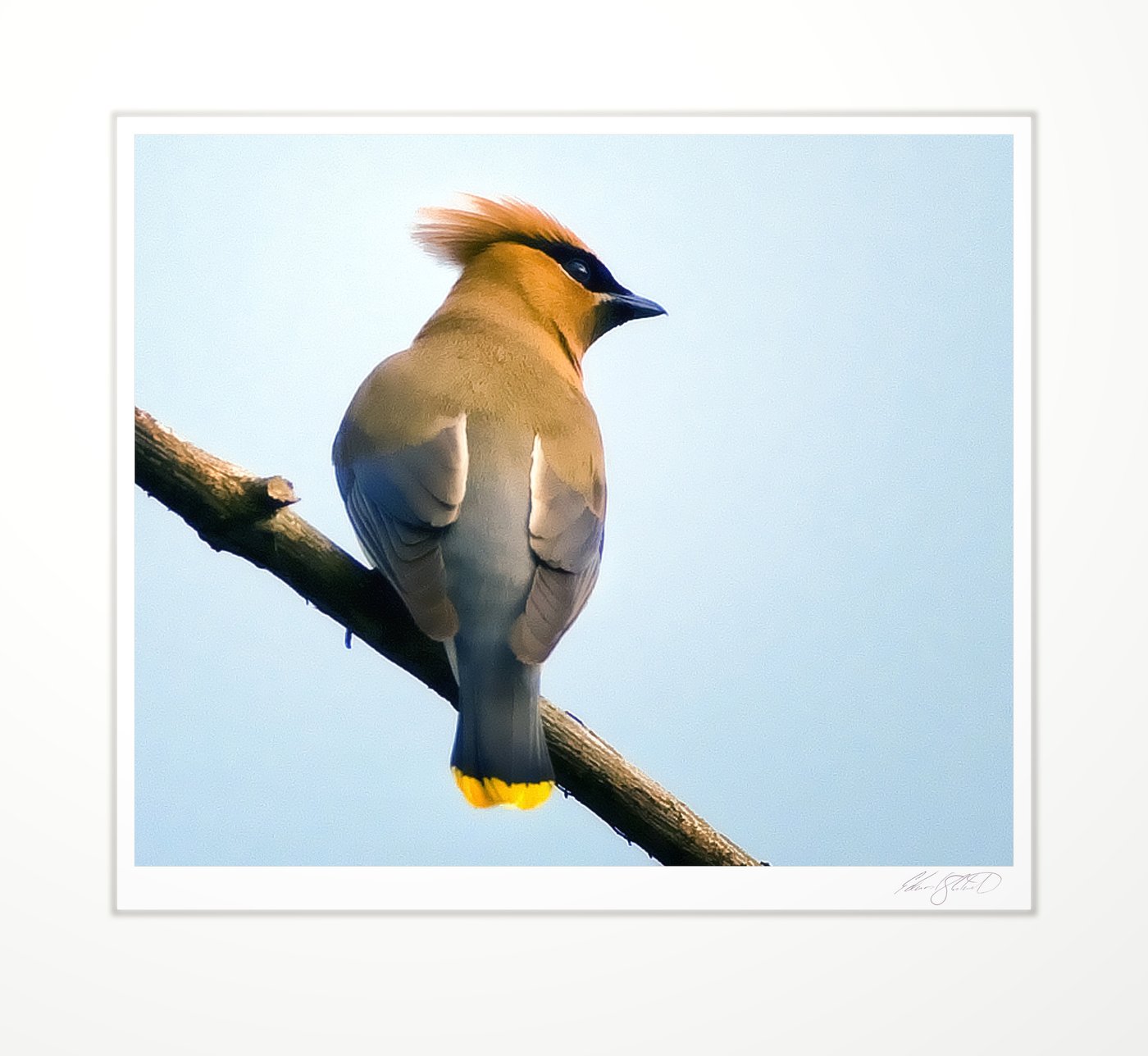 A cedar waxwing perched, backlit by the sun. Eaton Rapids, Michigan -July 2009