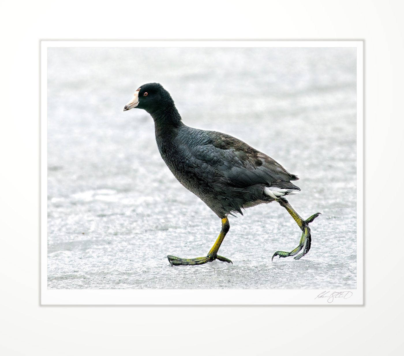 An American Coot walking the ice in the Grand River - March, 2014