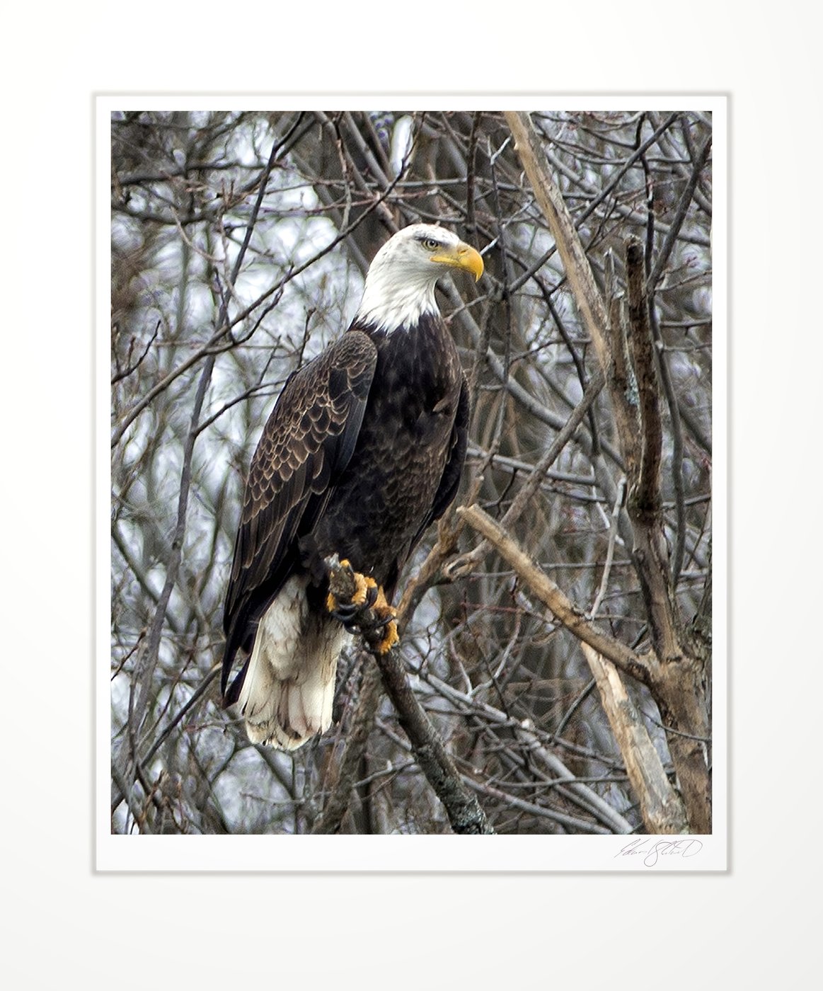 An American Bald Eagle perched among bare branches. Eaton Rapids, Michigan -April, 2012