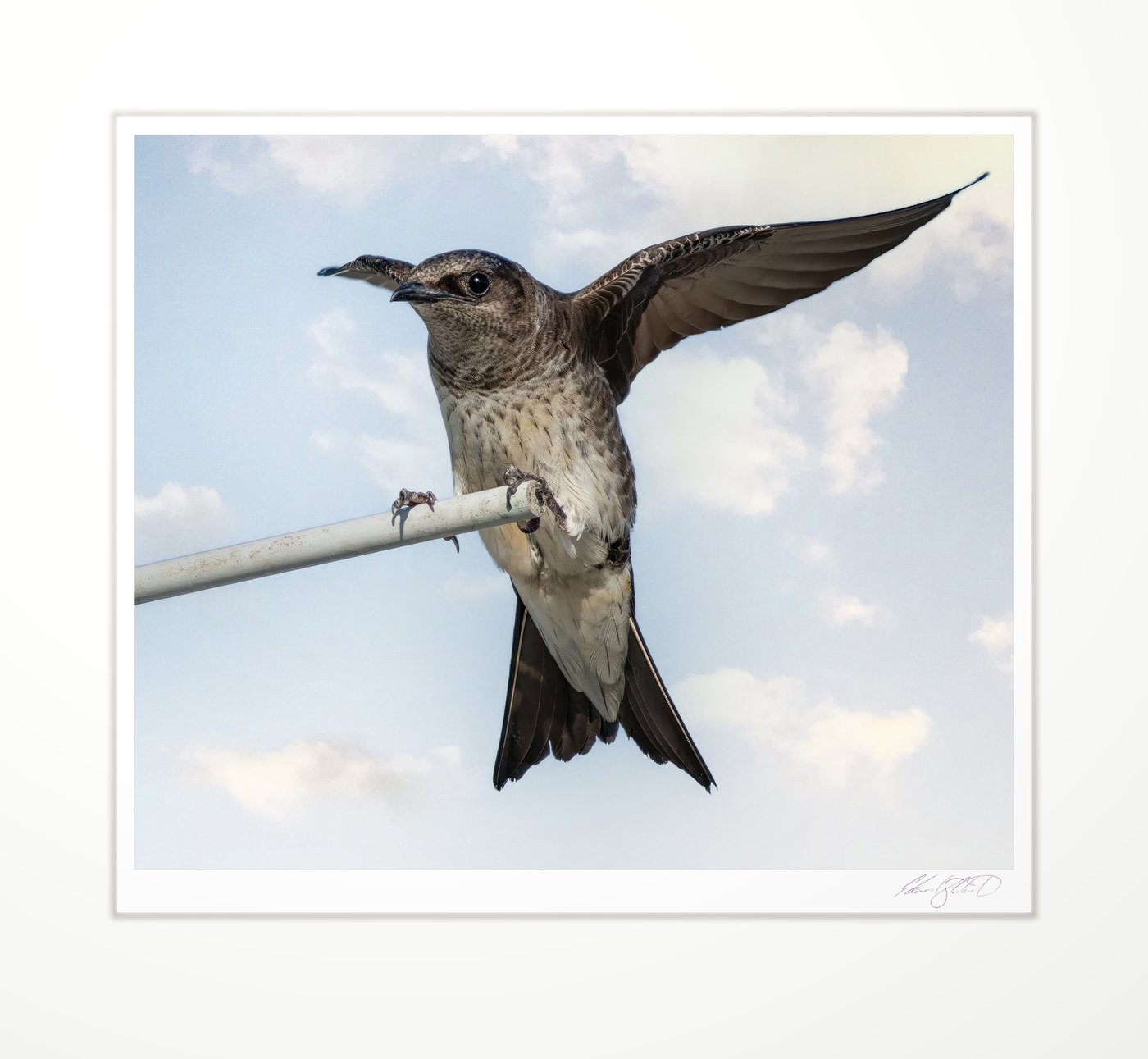 A purple martin with wings spread on a perch. Lake Huron at Sand Point -July 2015