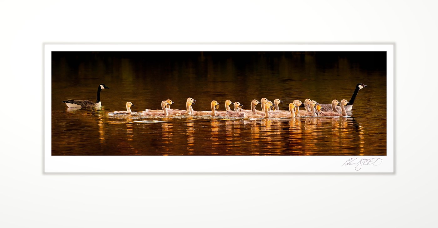 23 Goslings and parents in the morning light of the Grand River, Eaton Rapids, Michigan -May, 2010