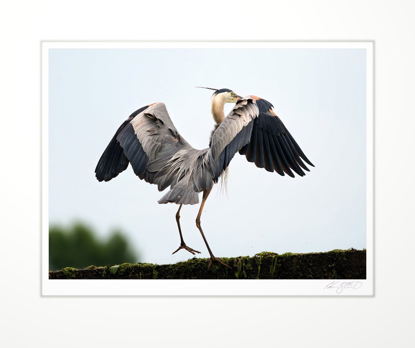 A great blue heron stretching its wings wide. The Grand River, Eaton Rapids, Michigan -2014