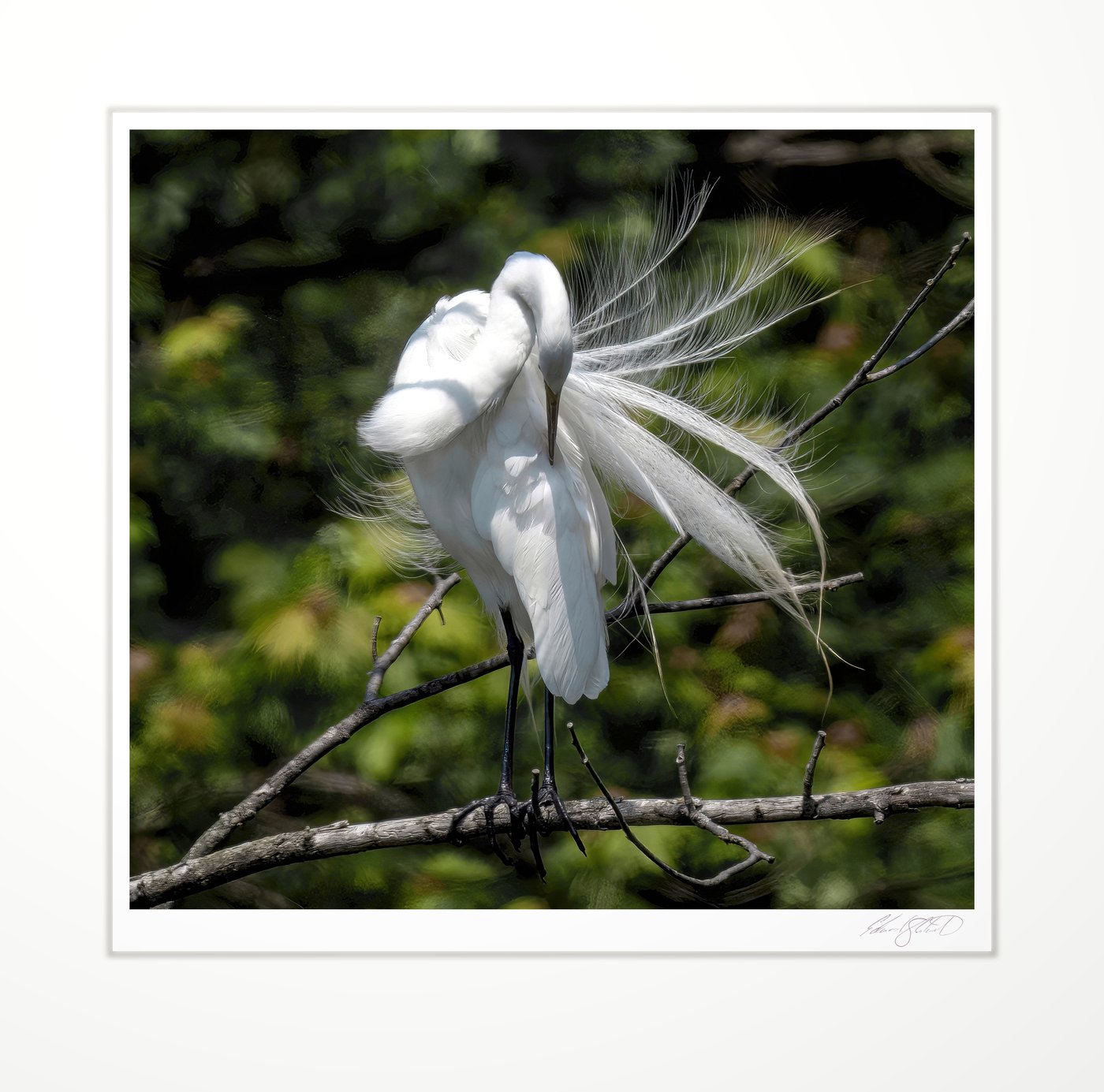 A White Egret perched above the Pigeon River at Pigeon, Michigan -2025