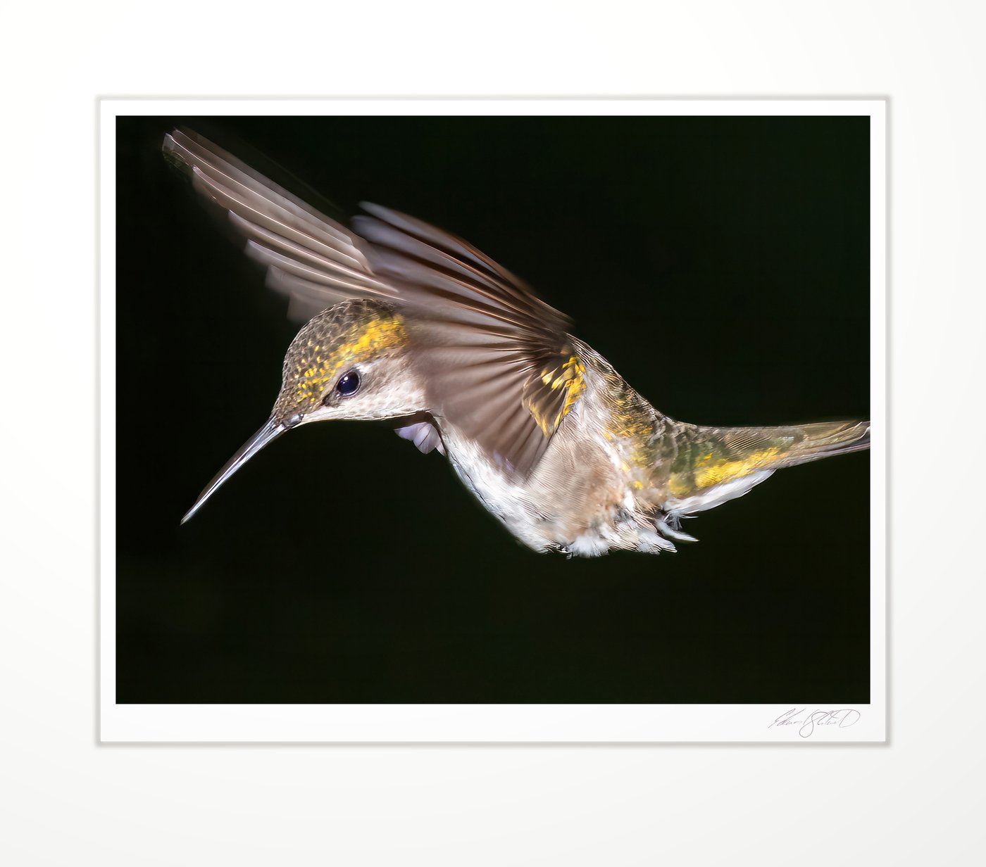 A hummingbird hovering, wings blurred in motion. Eaton Rapids, Michigan -2013