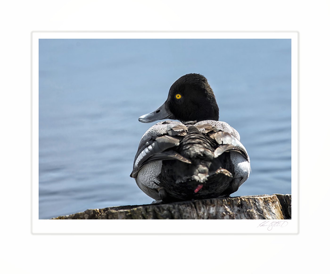 A Lesser Scaup duck. The Grand River, Eaton Rapids, Michigan -2013