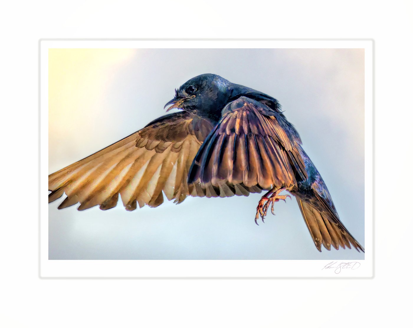 A male purple martin in flight with wings spread wide. Lake Huron at Sand Point -July 2015