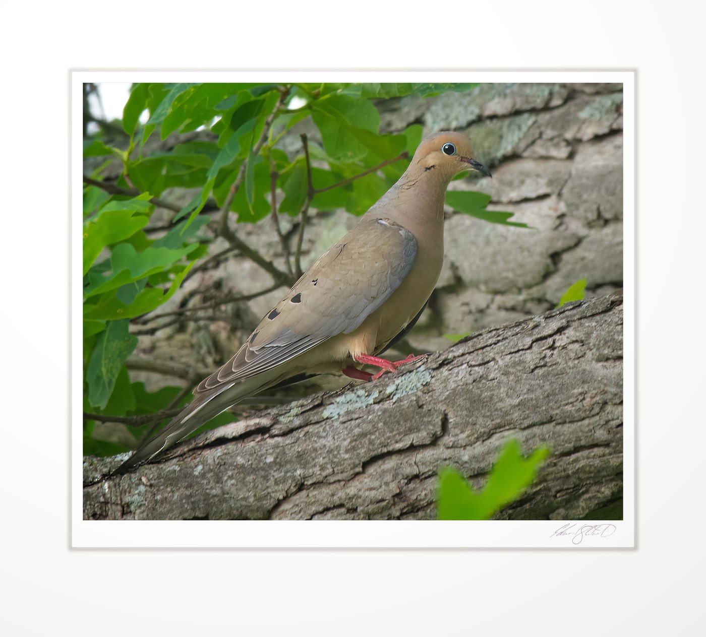 A mourning dove perched on an oak branch. Eaton Rapids, Michigan -2013
