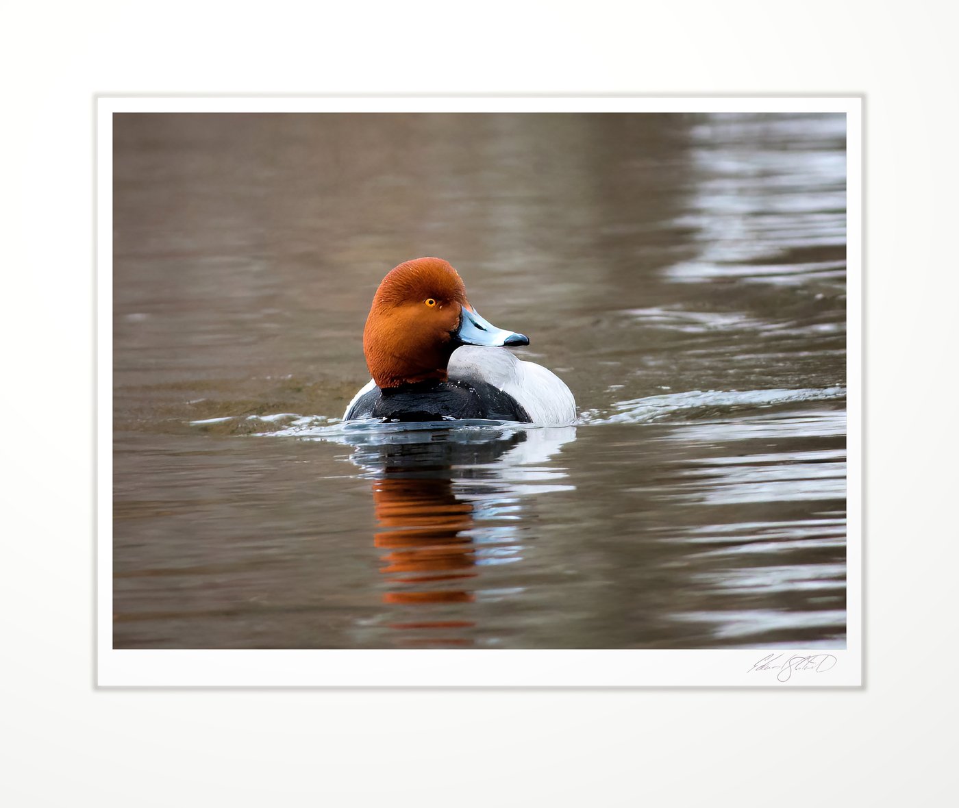 A Redhead Duck swimming in the Grand River at Eaton Rapids, Michigan -March, 2014