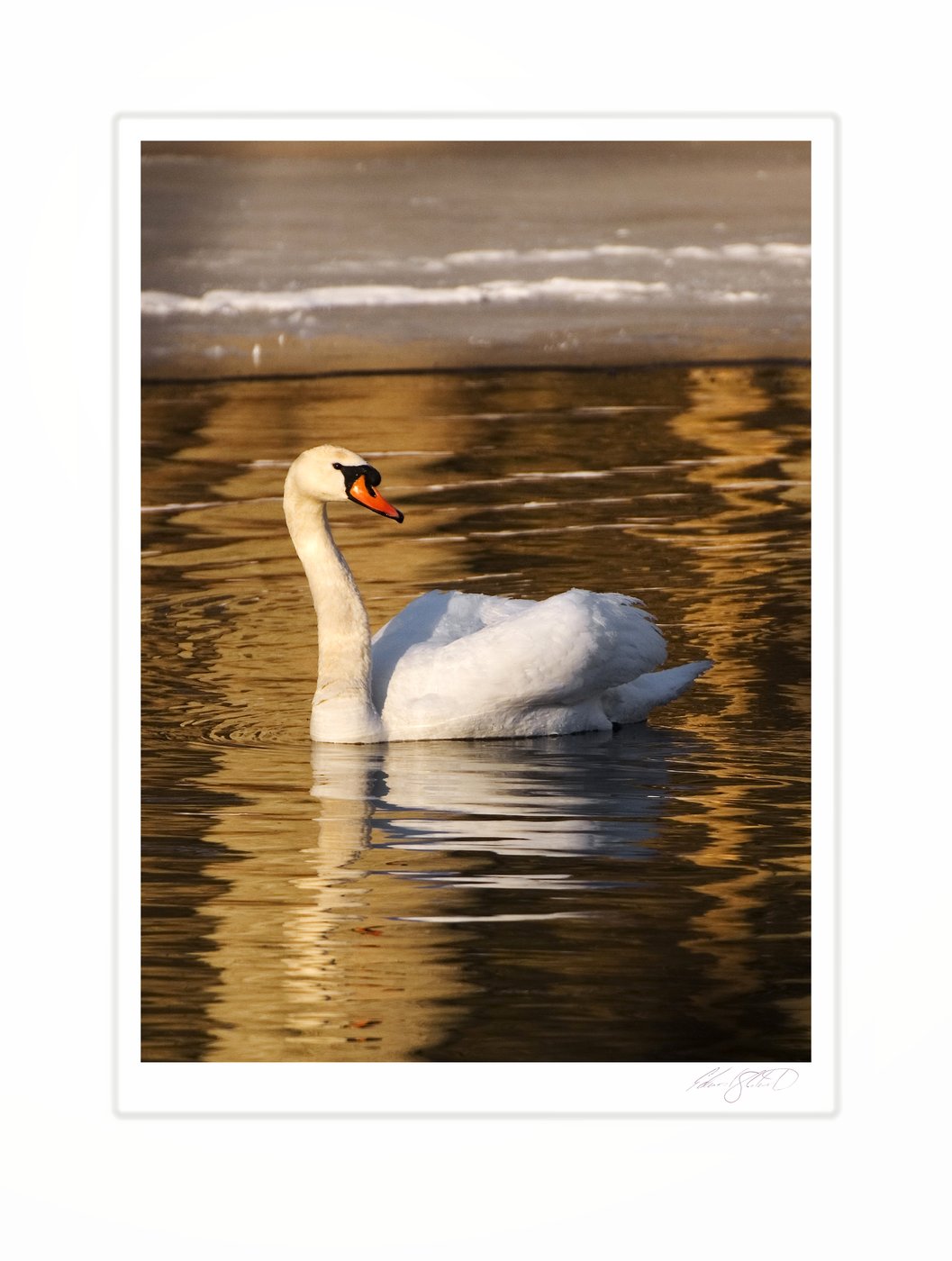 A mute swan swimming in golden reflected light of the near frozen Grand River at Eaton Rapids, Michigan -March 2007