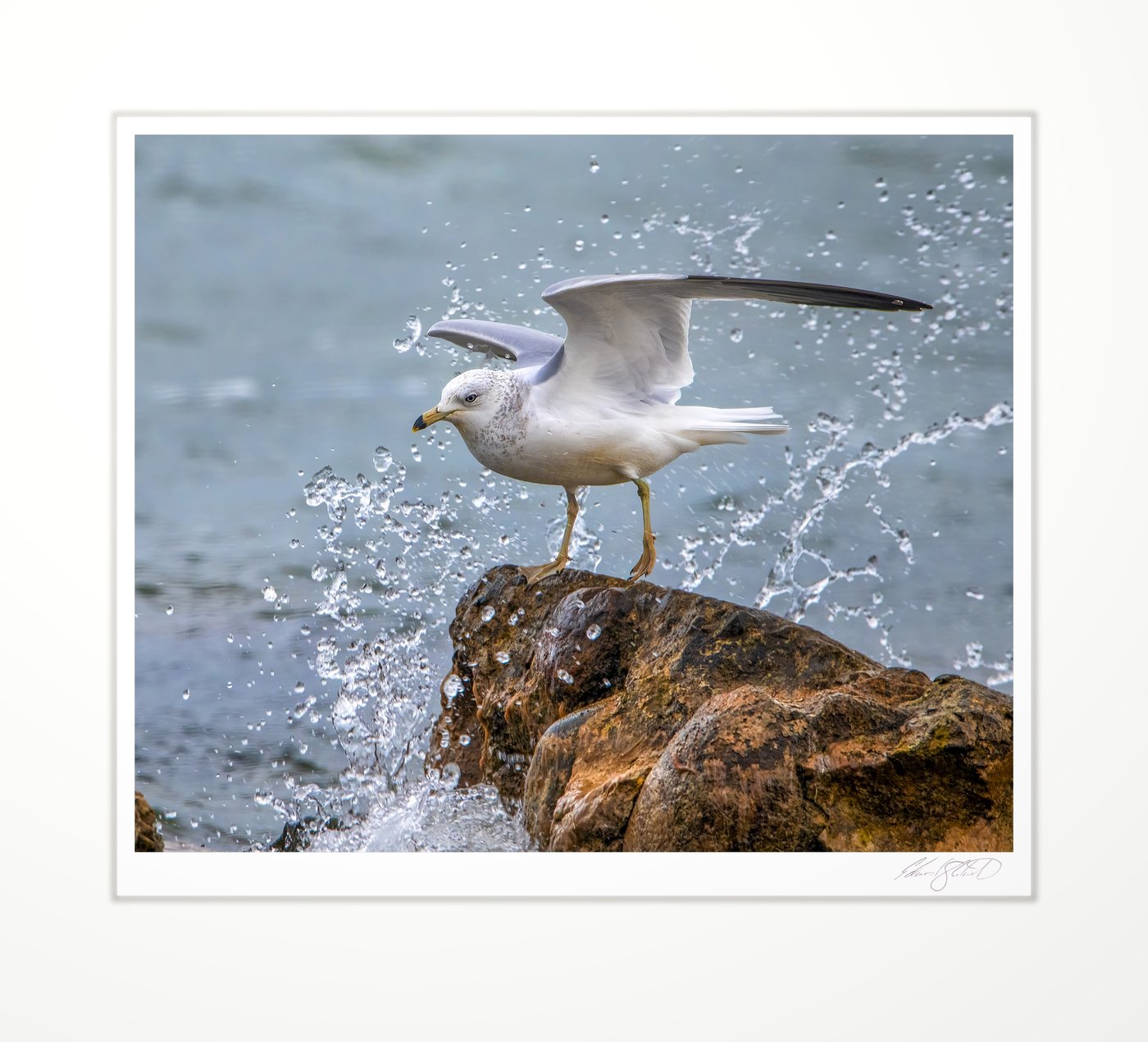 A gull landing on a rock amid a splash of water. Mud Creek at Lake Huron, Michigan -October 2020