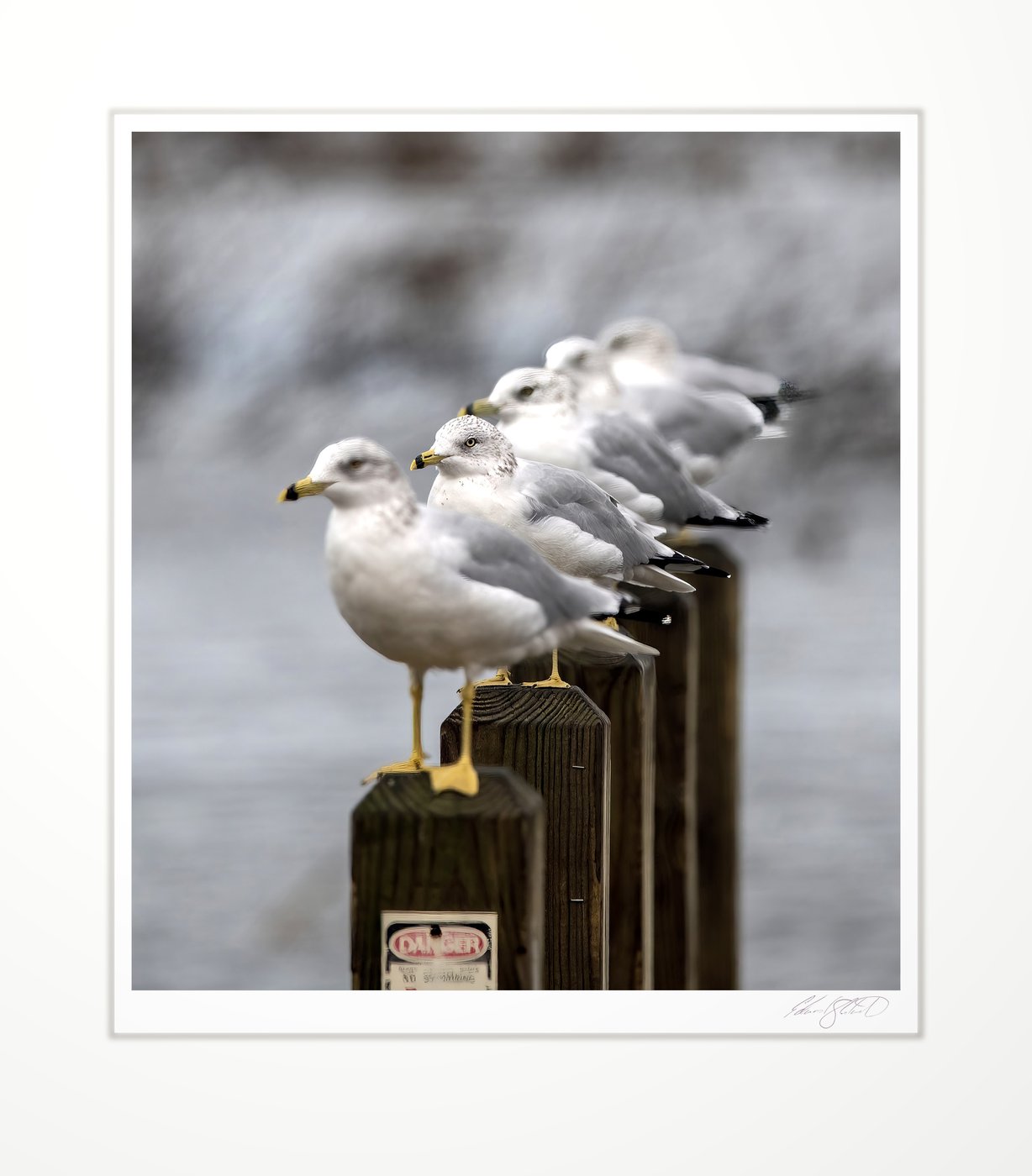 Gulls lined up on wooden posts over the water. Wildfowl Bay at Mud Creek, Bay Port, Michigan -October 2020
