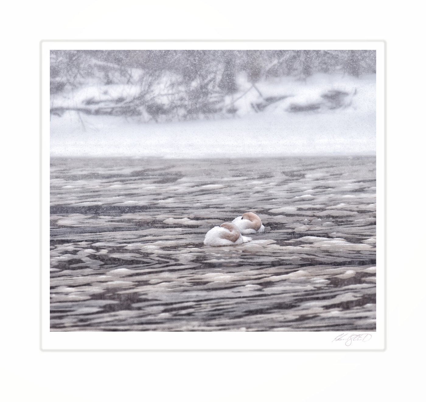 Two swans resting on a frozen, snow-covered Grand River at Eaton Rapids, Michigan -January, 2014