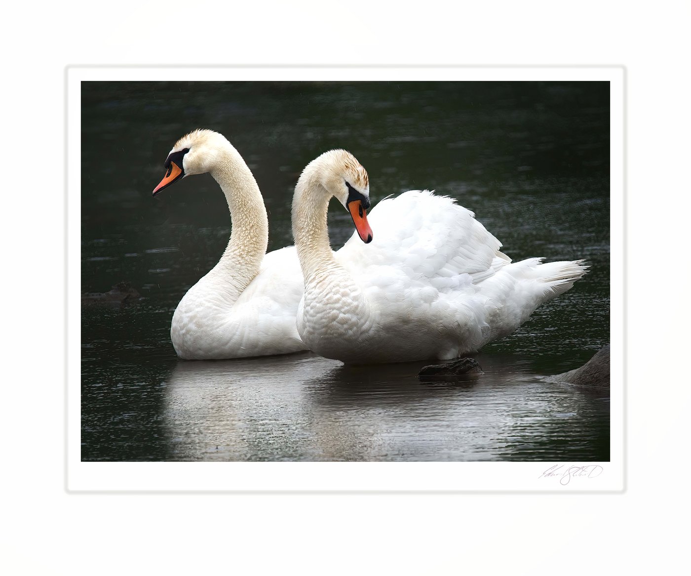 Two swans in the Grand River at Eaton Rapids, Michigan -2015