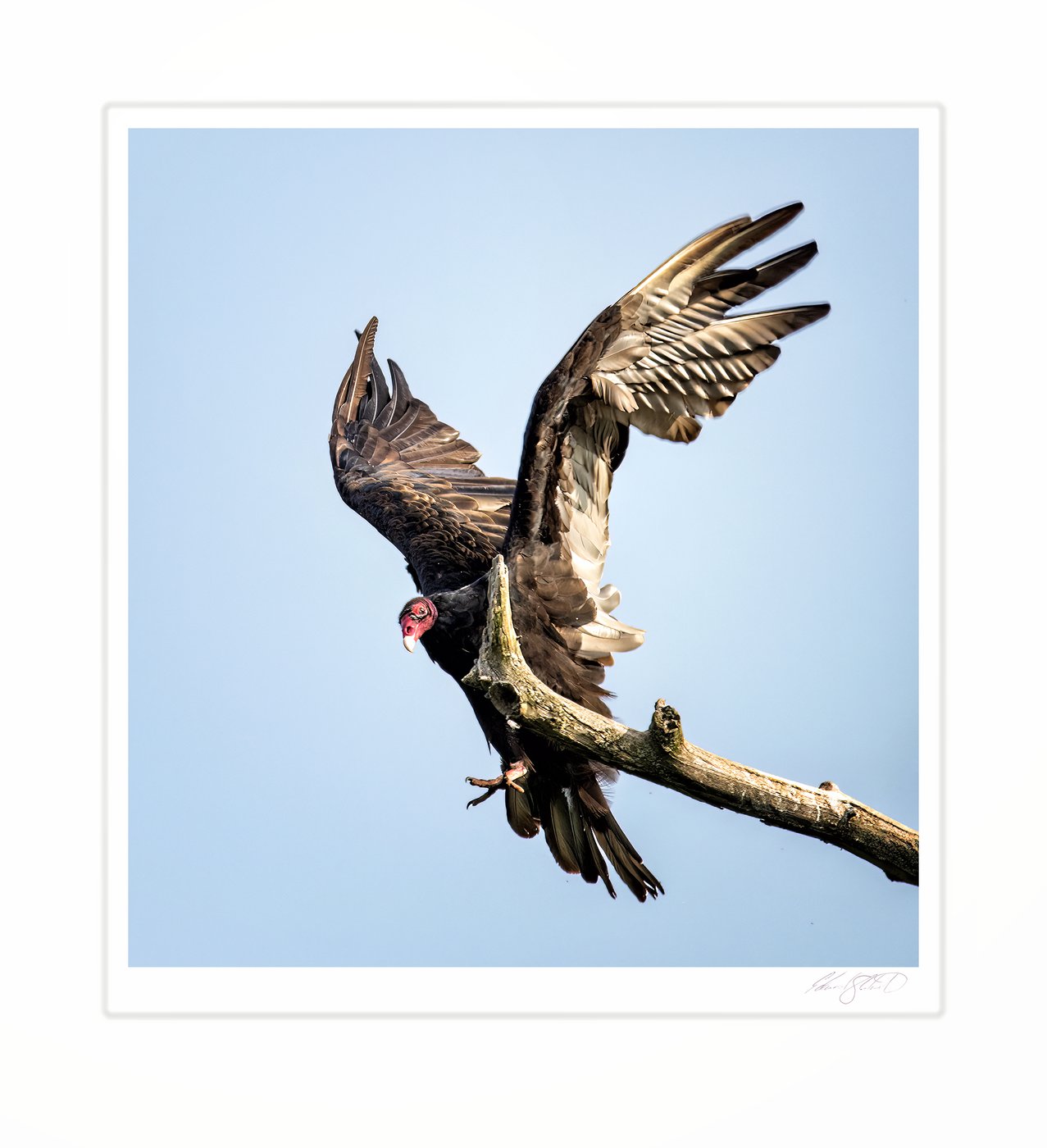 A turkey vulture landing on a branch with wings spread. Eaton Rapids, Michigan -July, 2015