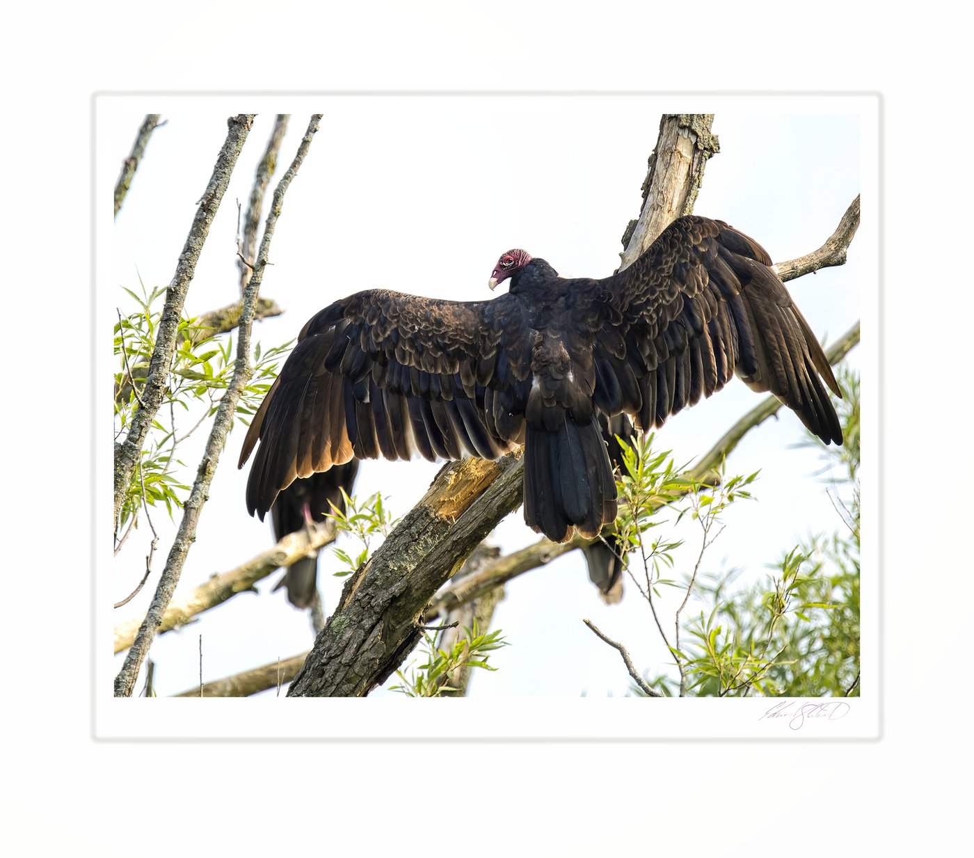 A turkey vulture perched with wings spread in a tree. Eaton Rapids, Michigan -July, 2015