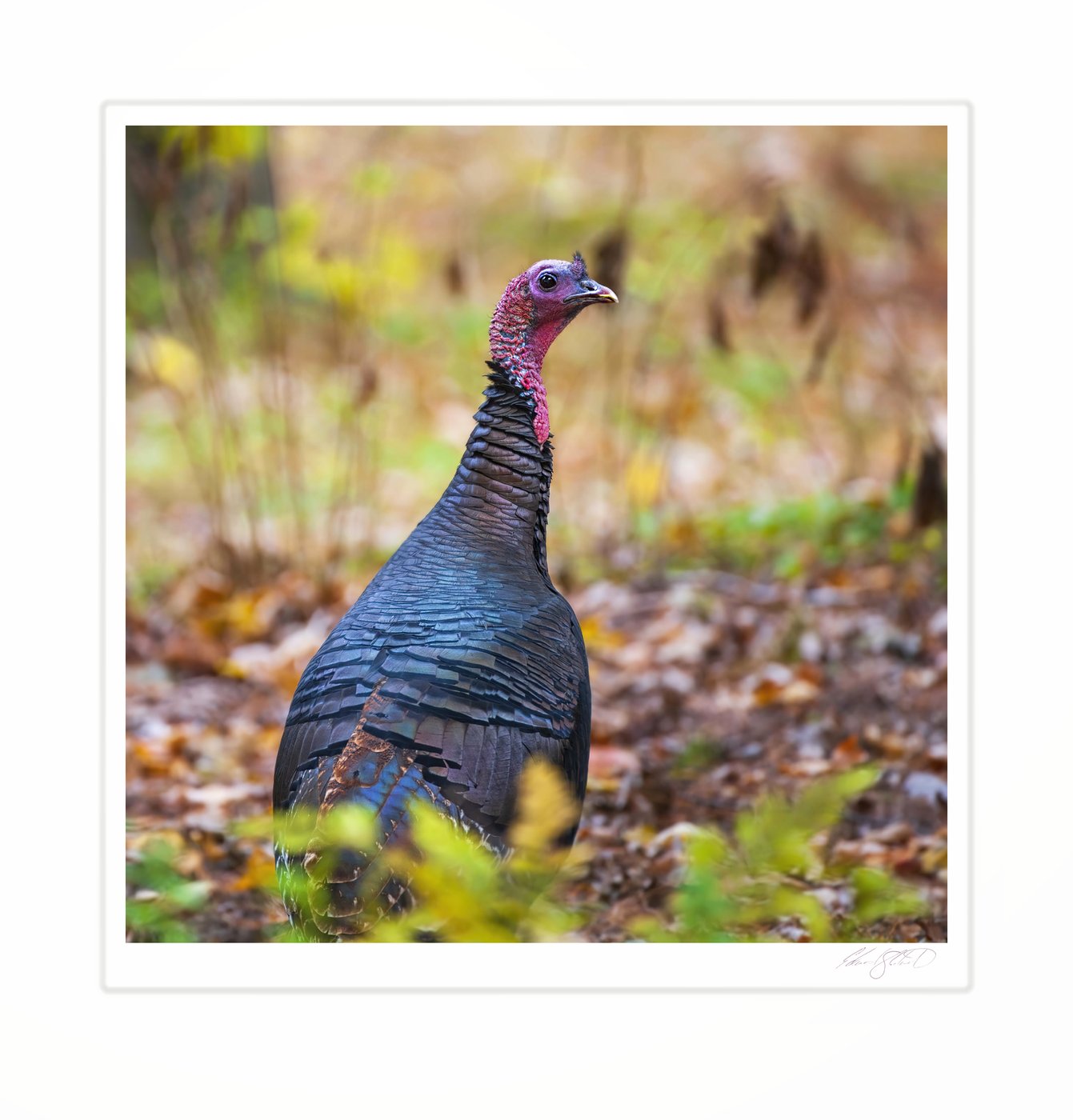 A wild turkey standing among autumn leaves. Naubinway, Michigan -October, 2009