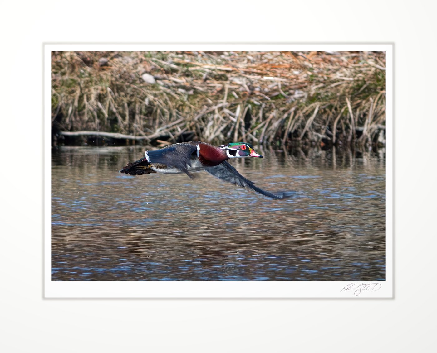 A colorfule male Wood Duck flying low over the water. Eaton Rapids, Michigan -April, 2014
