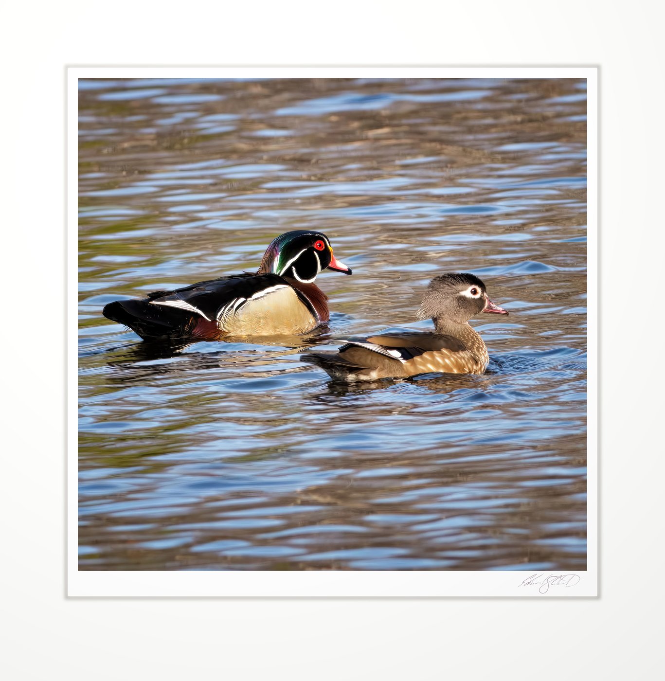 A pair of wood ducks swimming together. The Grand River at Eaton Rapids, Michigan -April, 2014
