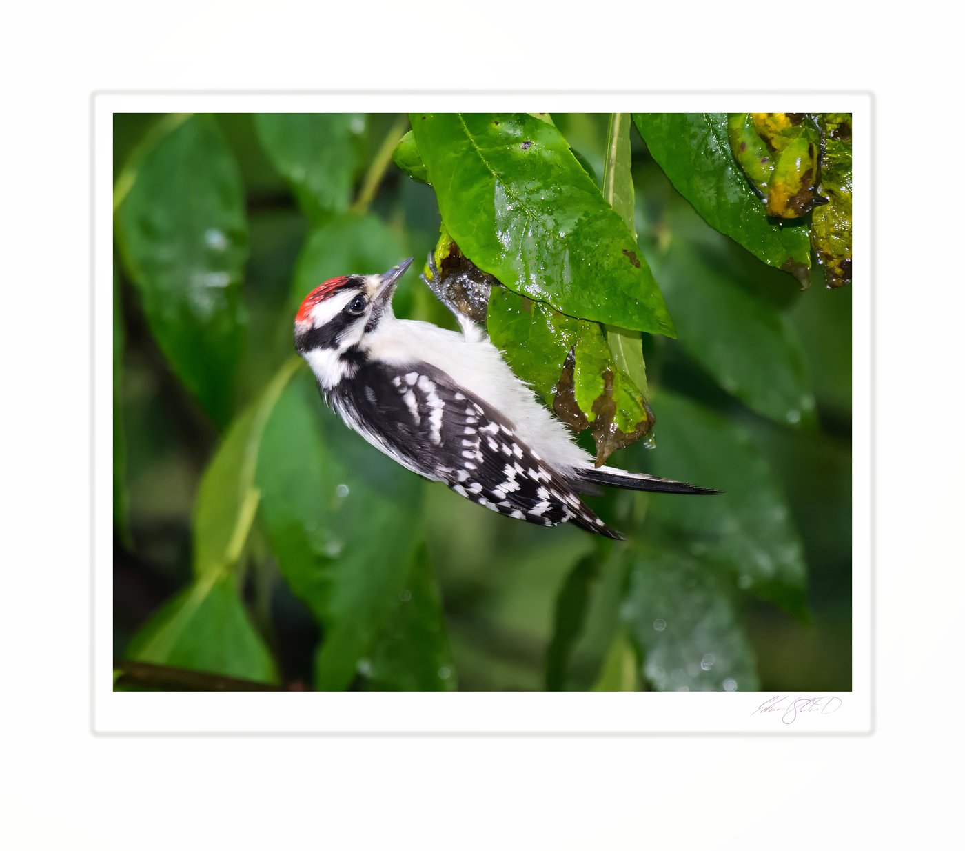 A yellow-bellied sapsucker hanging upside down among wet leaves. Eaton Rapids, Michigan -June, 2013