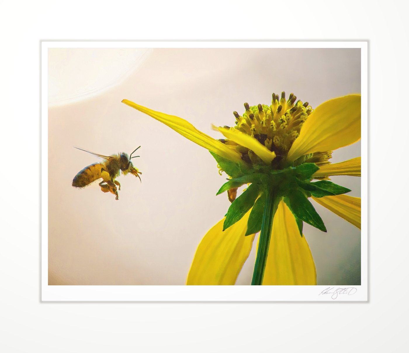 A bee approaching a yellow wildflower. Eaton Rapids, Michigan -August, 2013