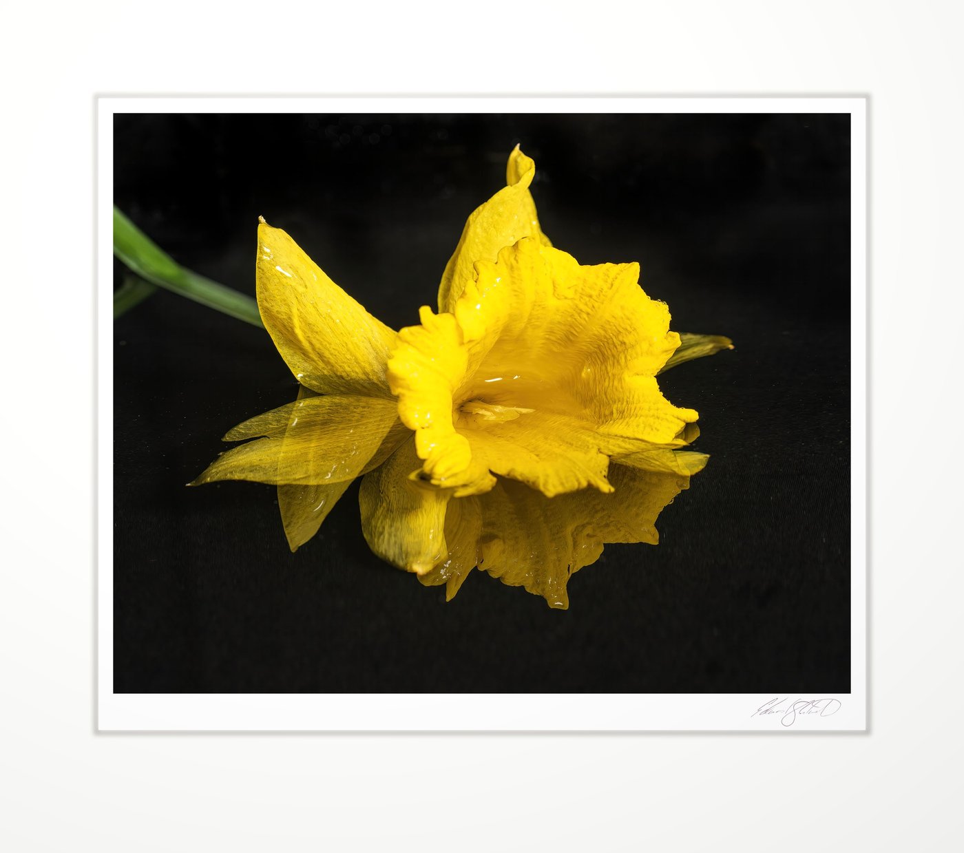 A daffodil bloom against black, beaded with water. Eaton Rapids, Michigan -August, 2012
