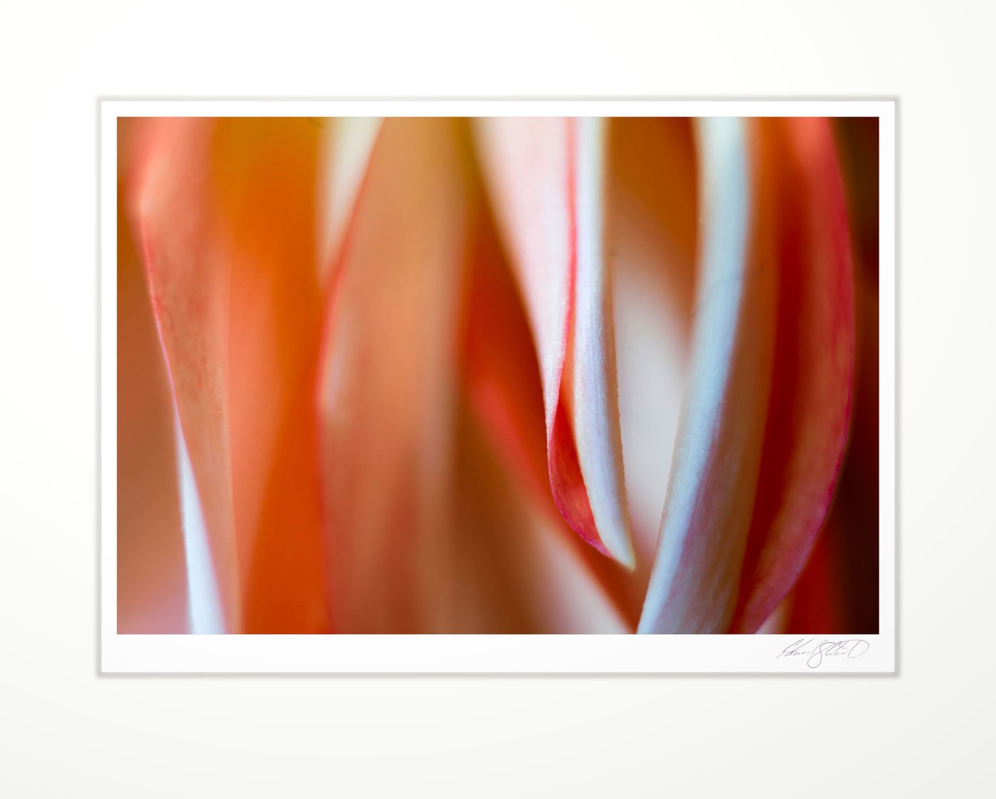 Close-up of curling dahlia petals in warm light. Sand Point, Michigan -2017