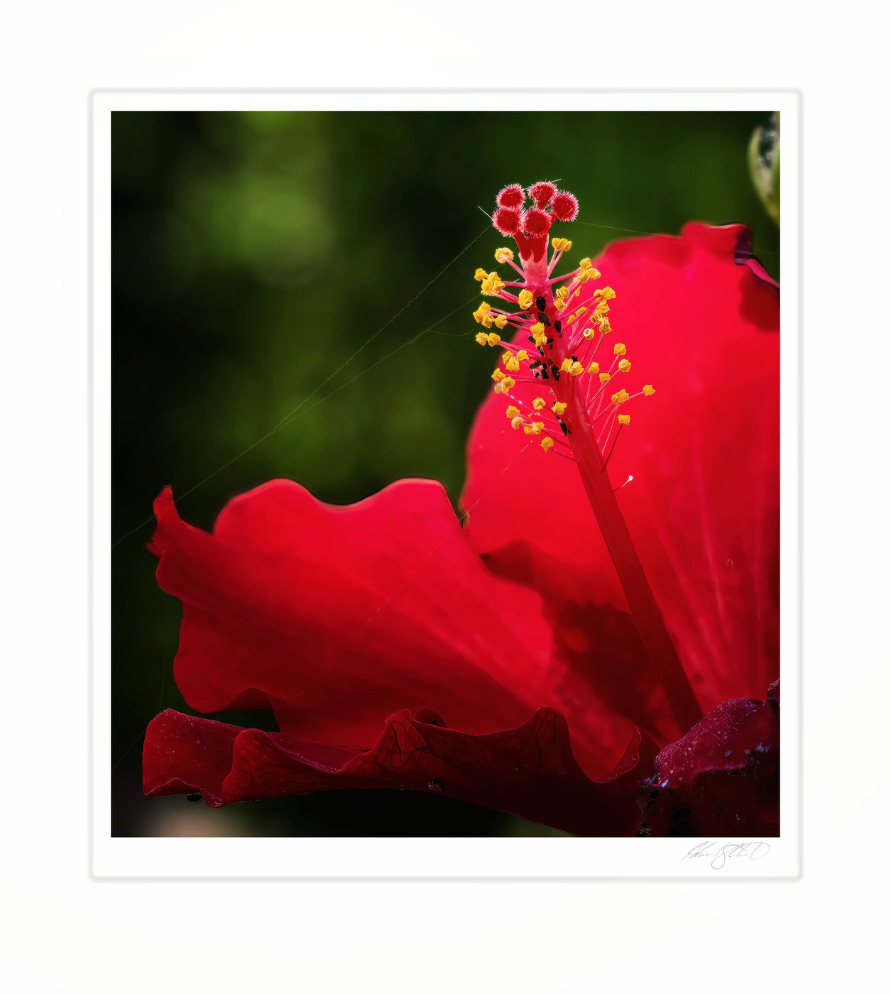 A dramatic close-up of a red hibiscus flower's stamen. West Hollywood, California - March, 2022