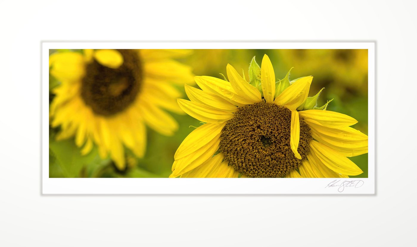 A sunflower in bloom, another soft-focus behind it. Elkton, Michigan -October 2021