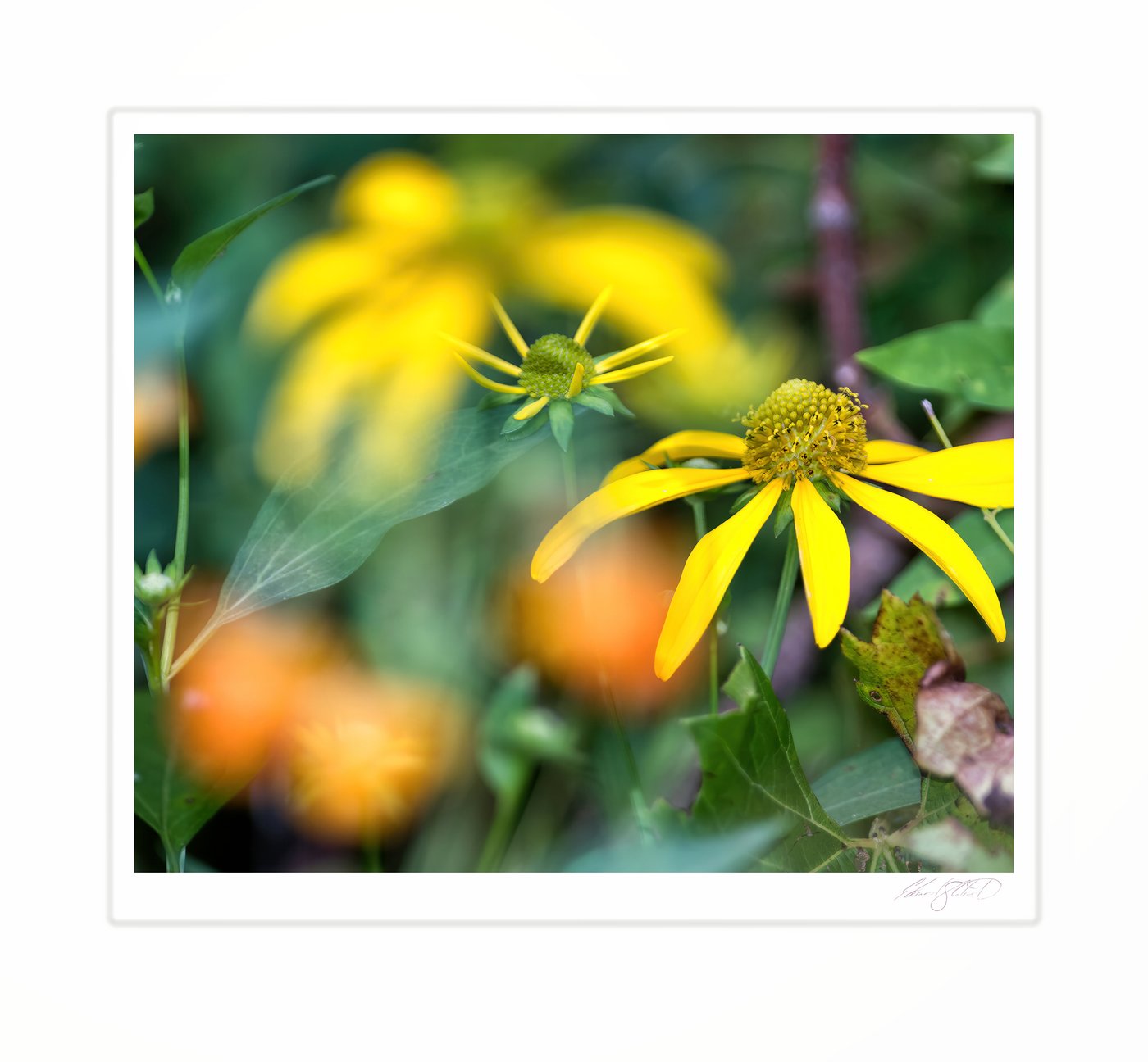 Yellow wildflowers in bloom among green foliage. Along the Grand River at Eaton Rapids, Michigan -2014
