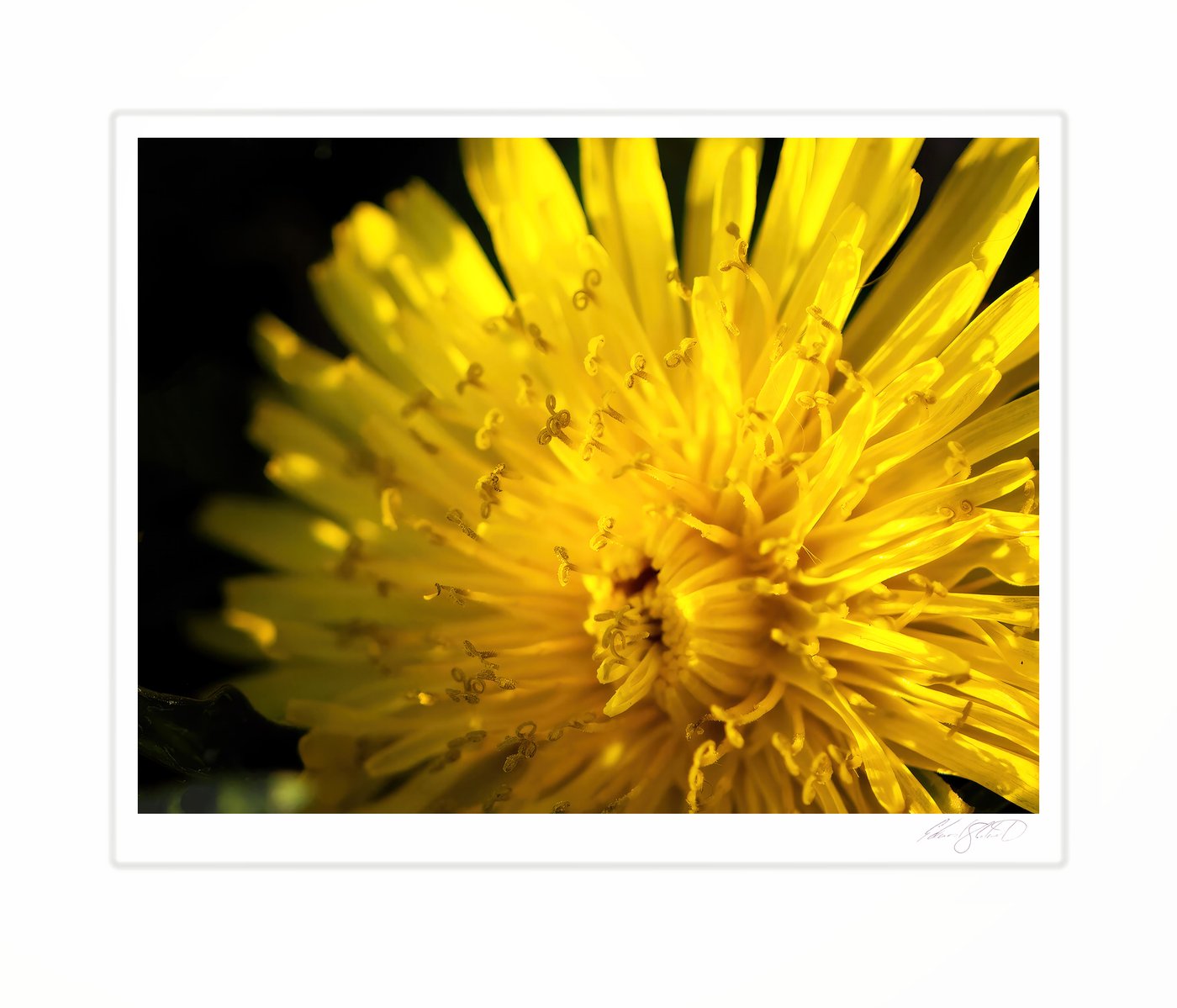 A close-up of a yellow salsify flower in full bloom. Caseville, Michigan -May, 2015