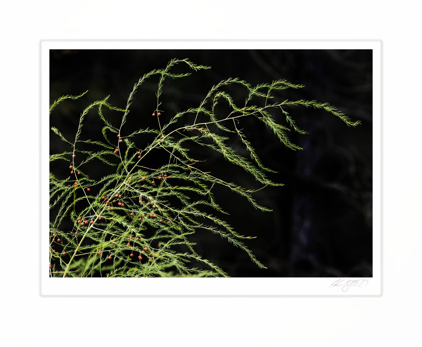 Wild asparagus fronds dotted with small red berries. Simmons Woods near Gould City, Michigan -September 2016