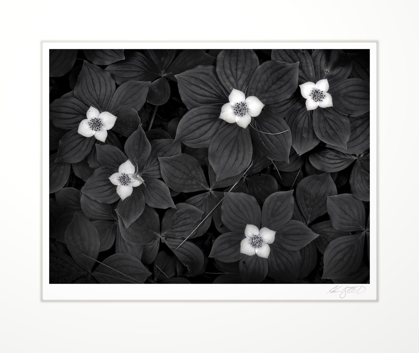 Bunchberry flowers in the forest at Naubinway, Michigan -June, 2018