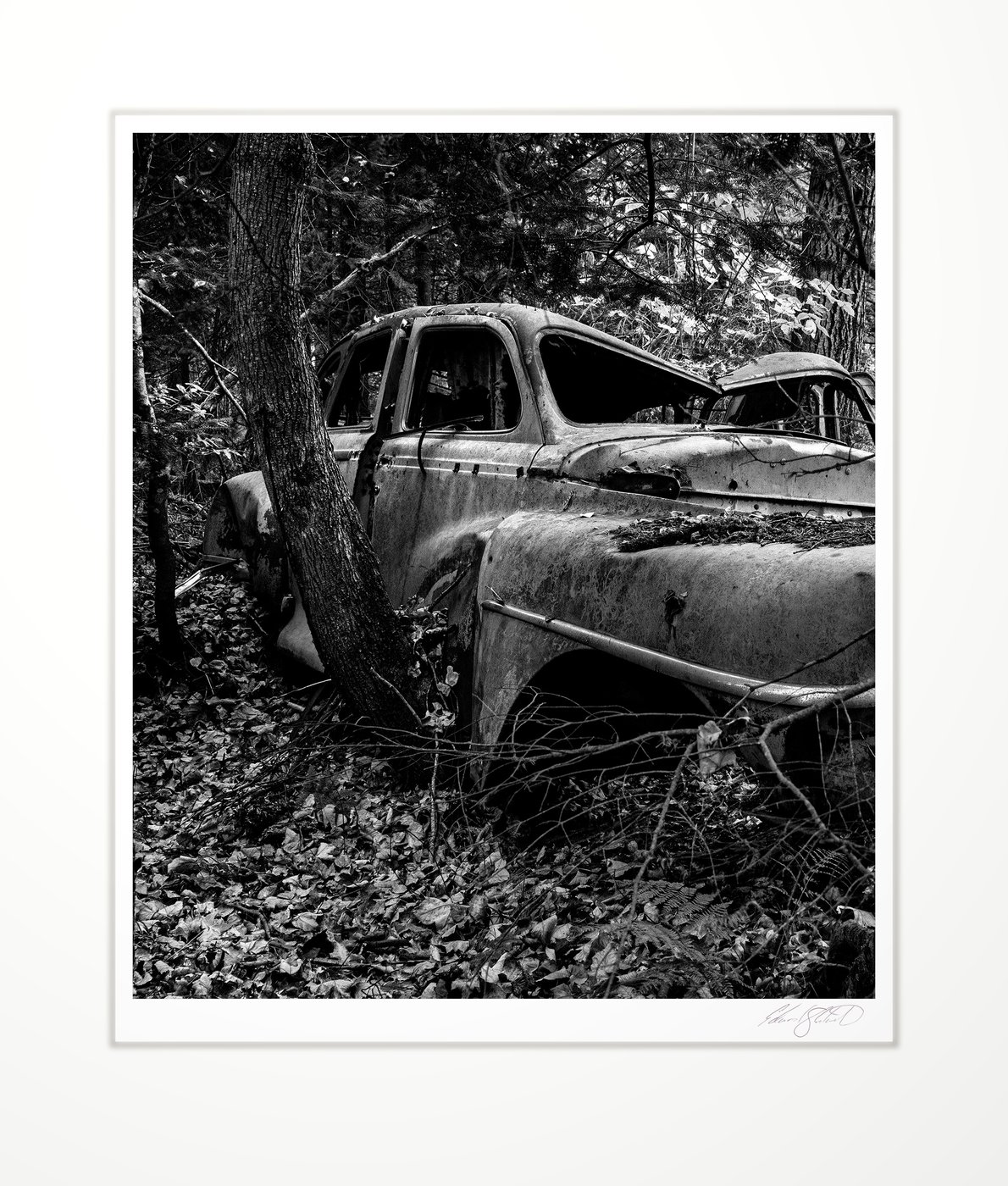 Old car reclaimed by the forest
