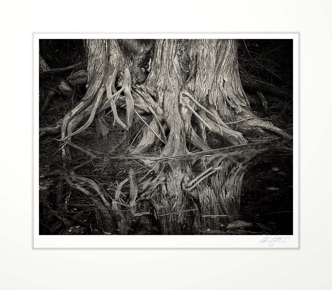 Cedar tree roots reflected in still water of the Rock River. Naubinway, Michigan -October 2018