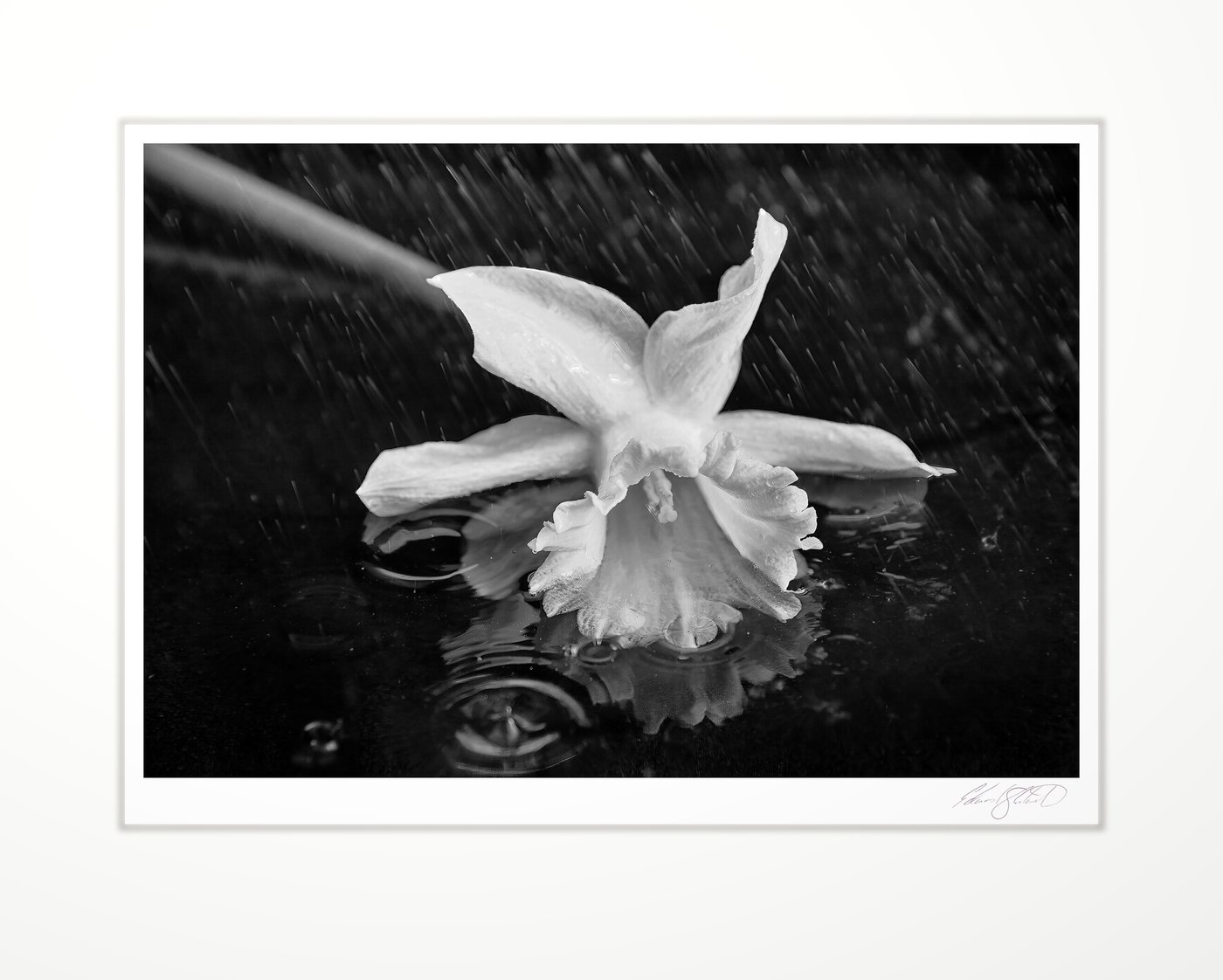 Daffodil in the rain