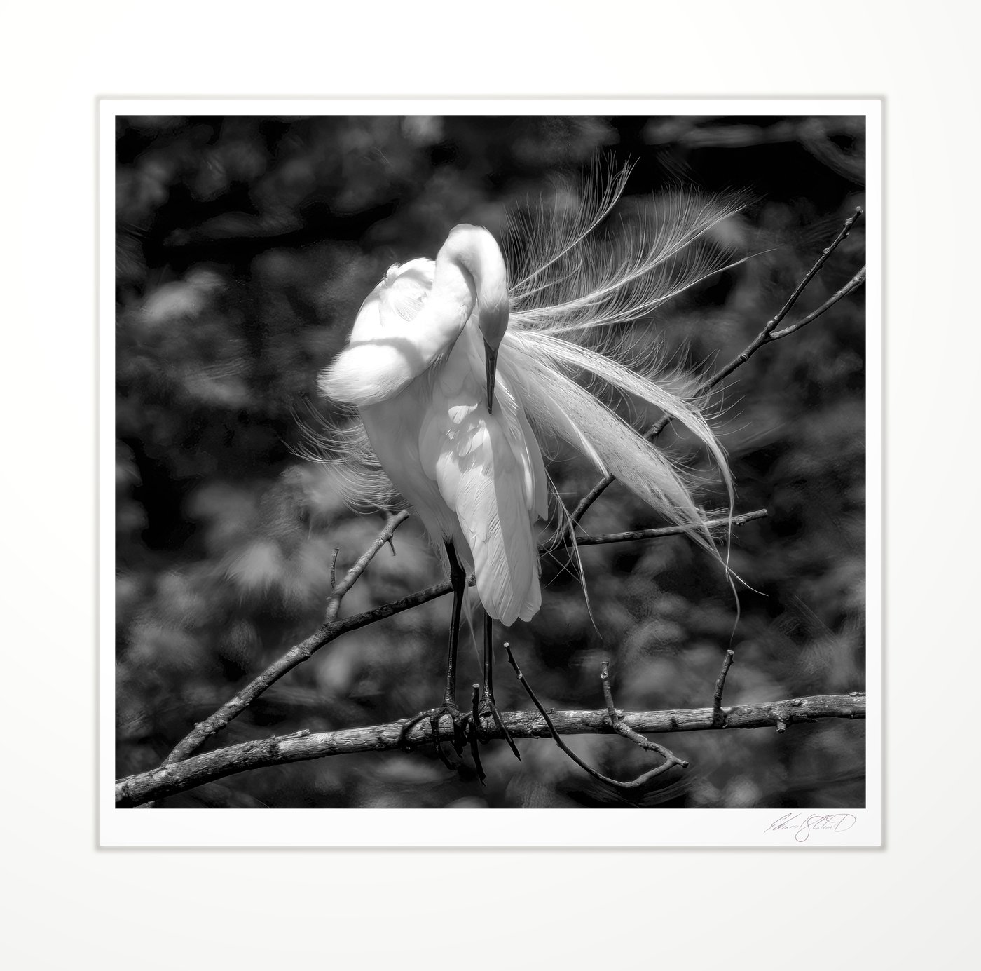 A White Egret perched above the Pigeon River at Pigeon, Michigan -2025