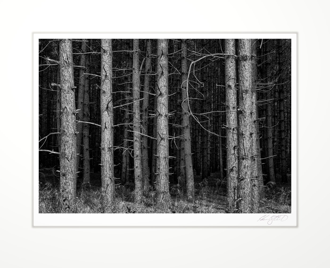 Lodgepole pine trunks in dark forest