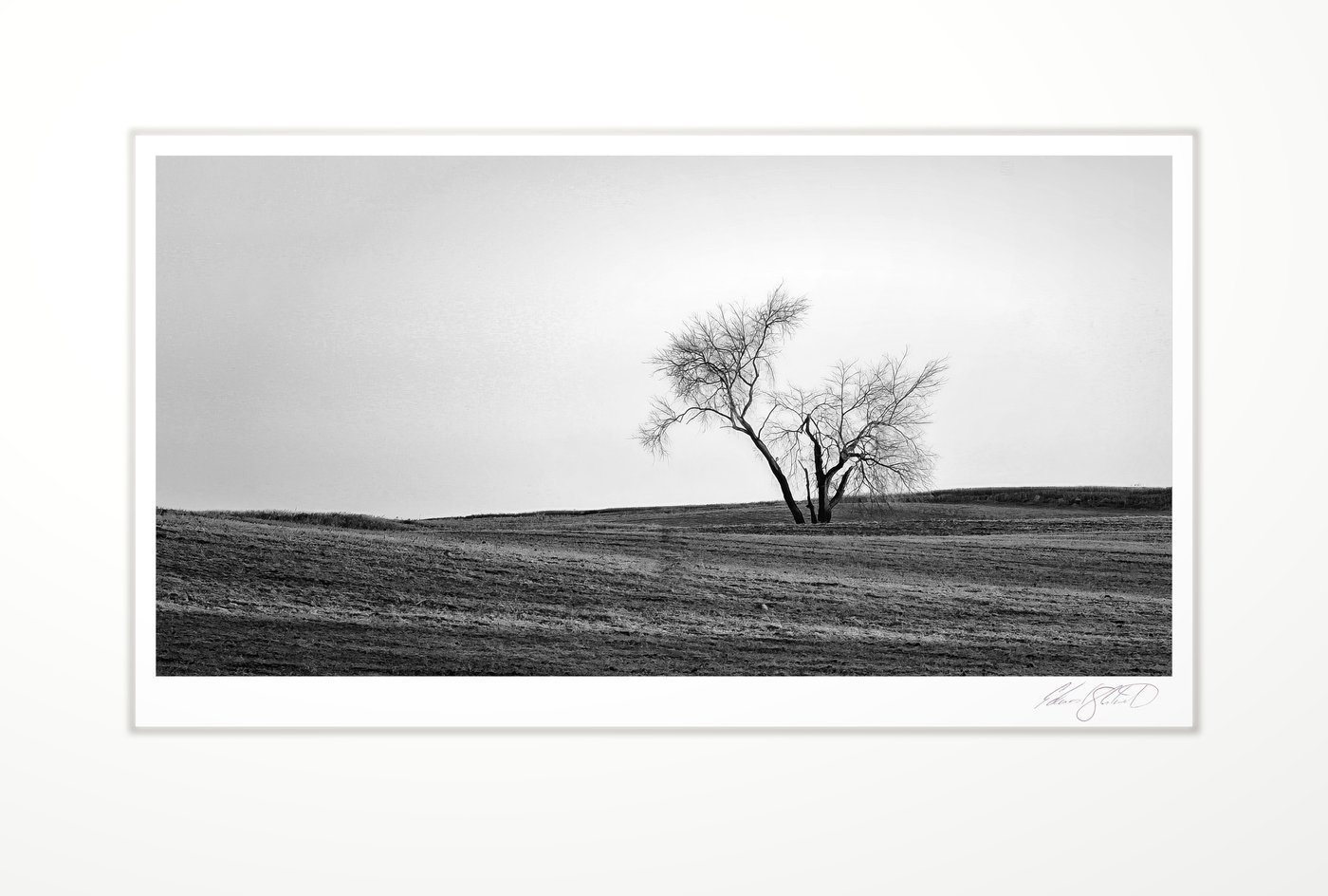 A lone crooked tree in a fog-lit field