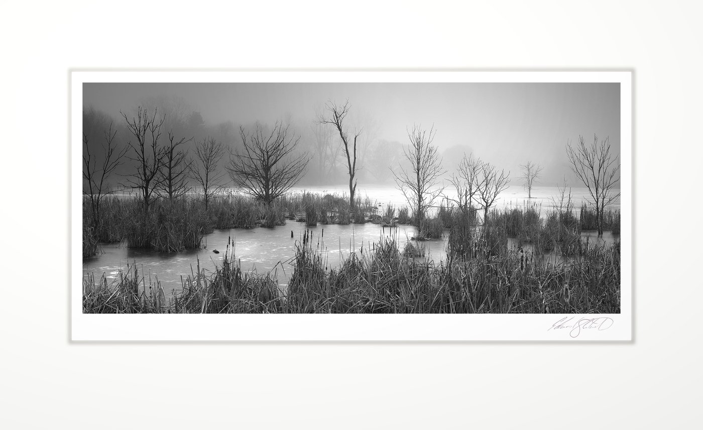 Fog settling over a marsh at dawn