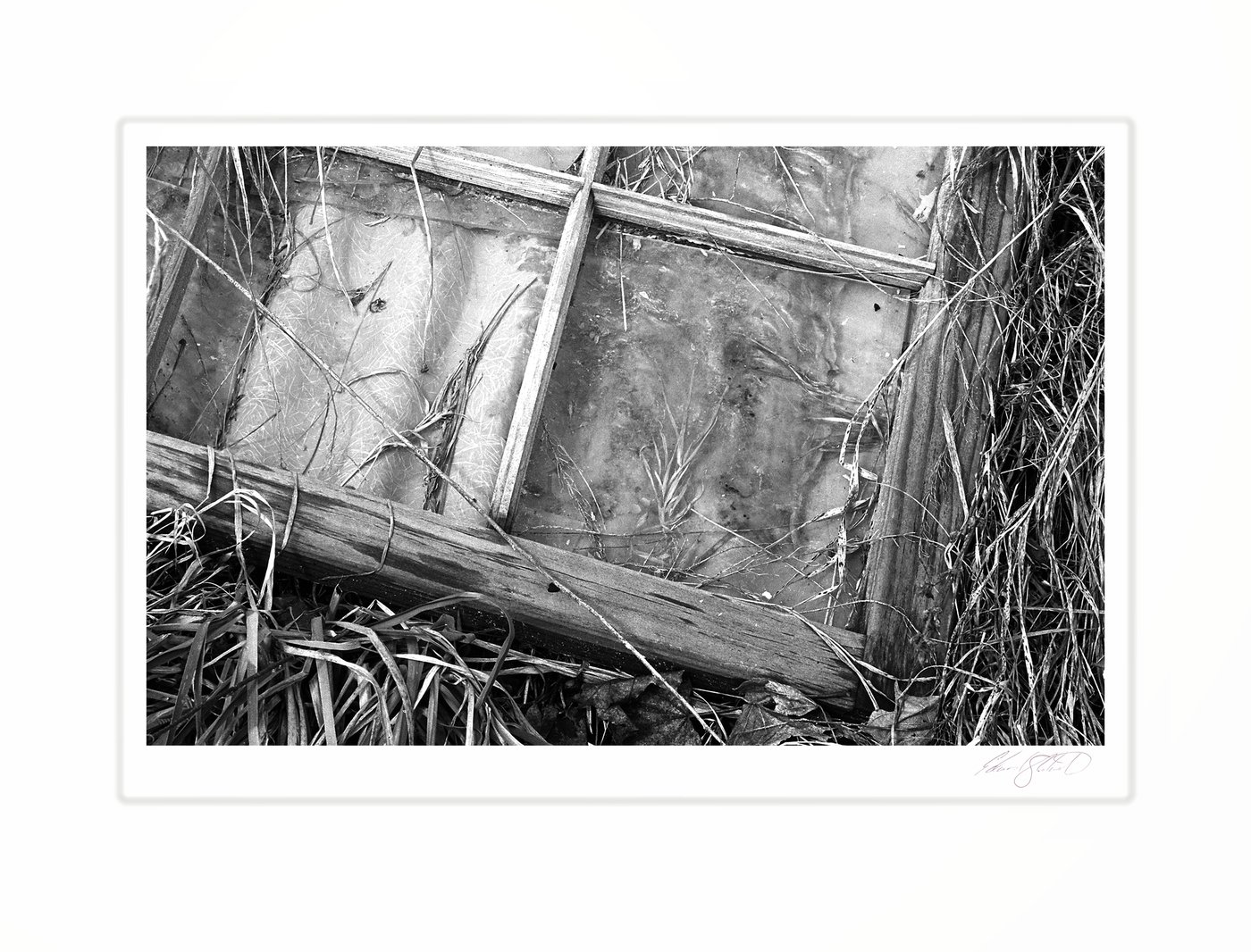 An old window pane overtaken by grass and vines. Newberry, Michigan -2009