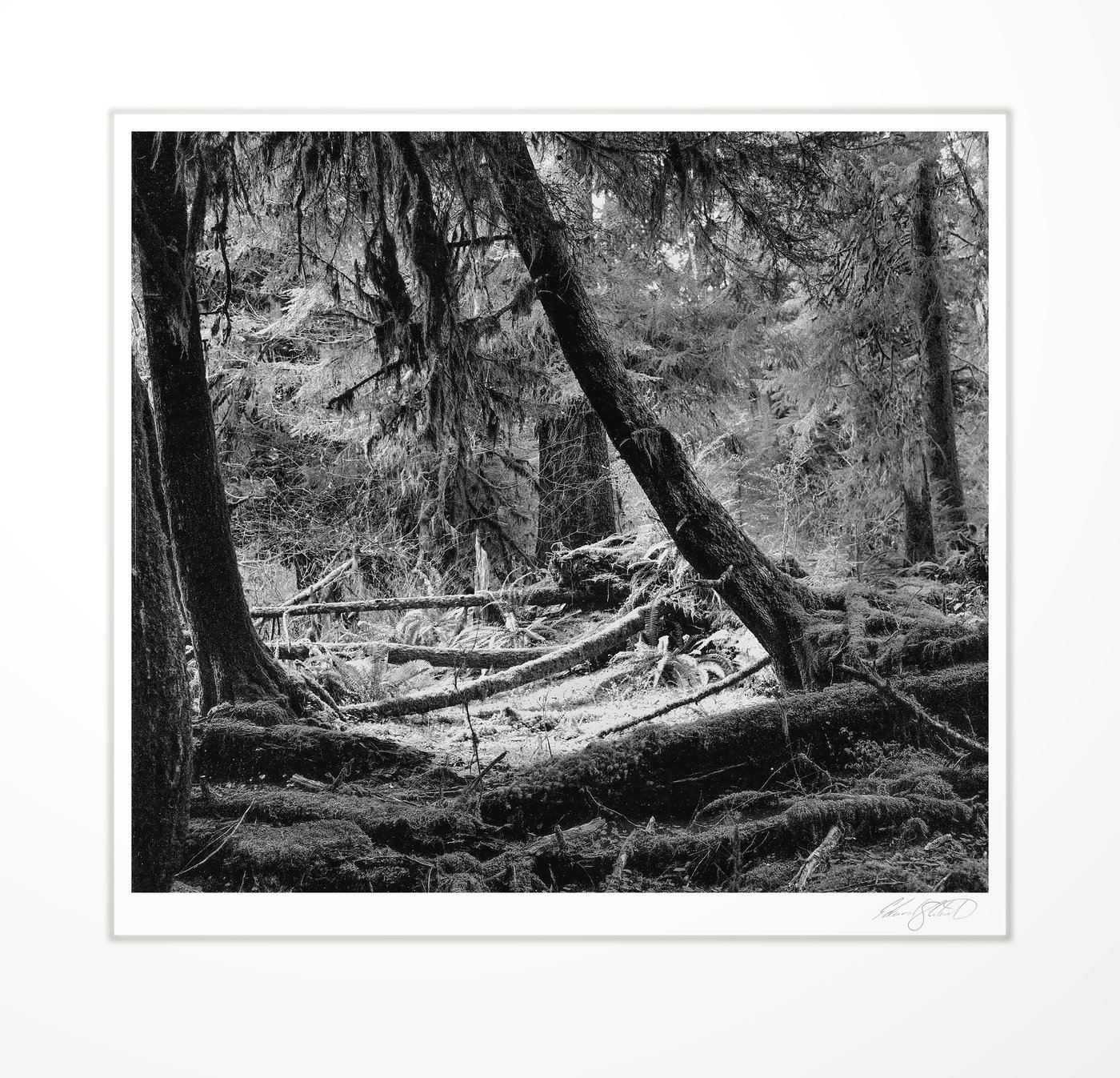 The mossy understory of an Olympic National Park rainforest. Washington State. -May, 1975