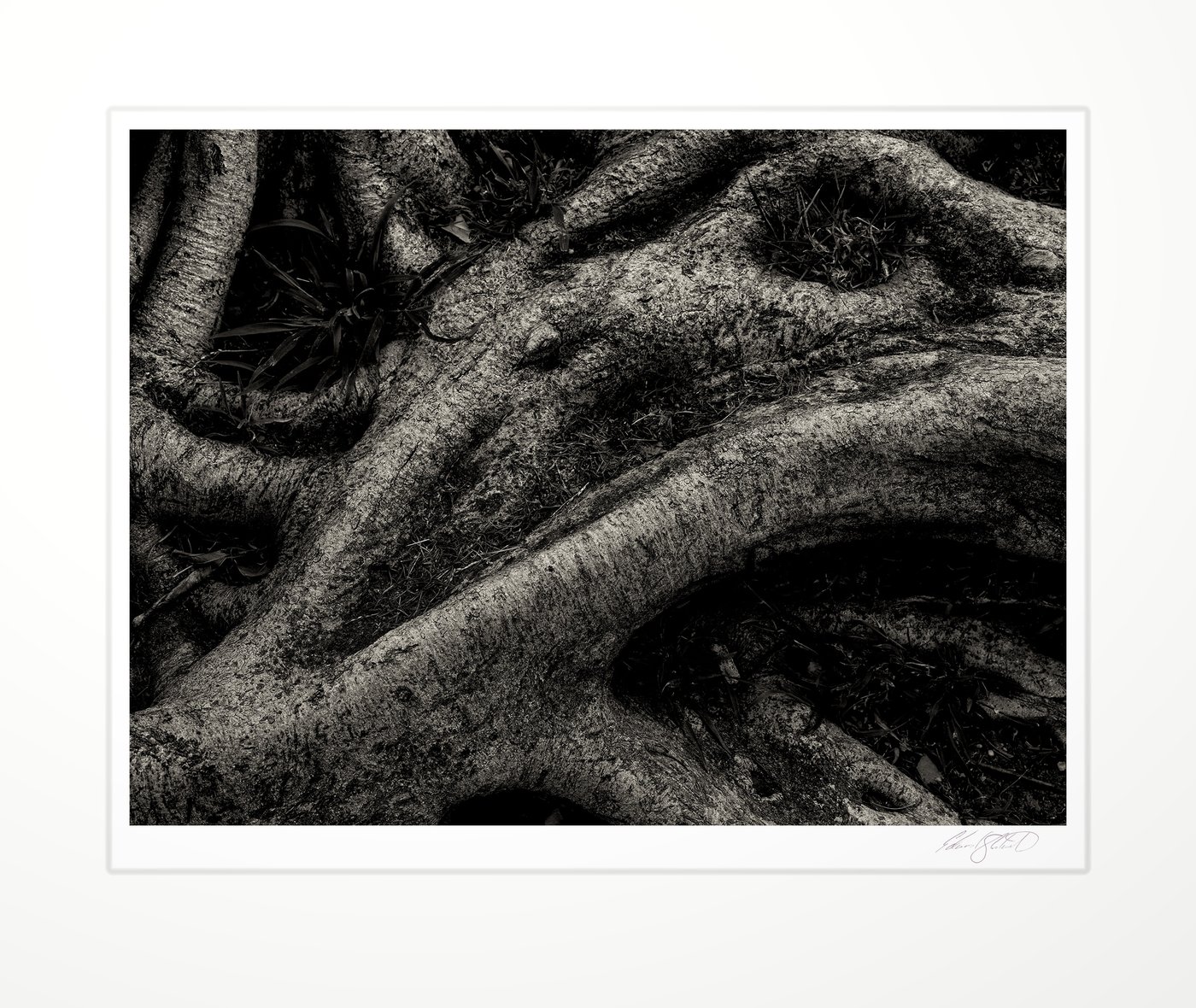 Yellow jacaranda tree roots, wider view. West Hollywood, California -March 2022