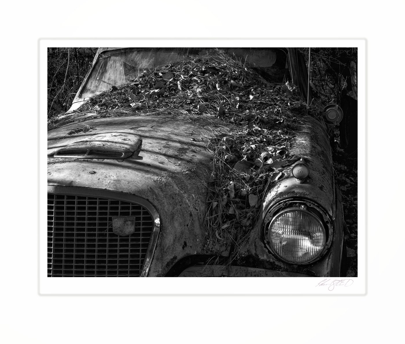 A vintage Studebaker's hood covered in fallen leaves.