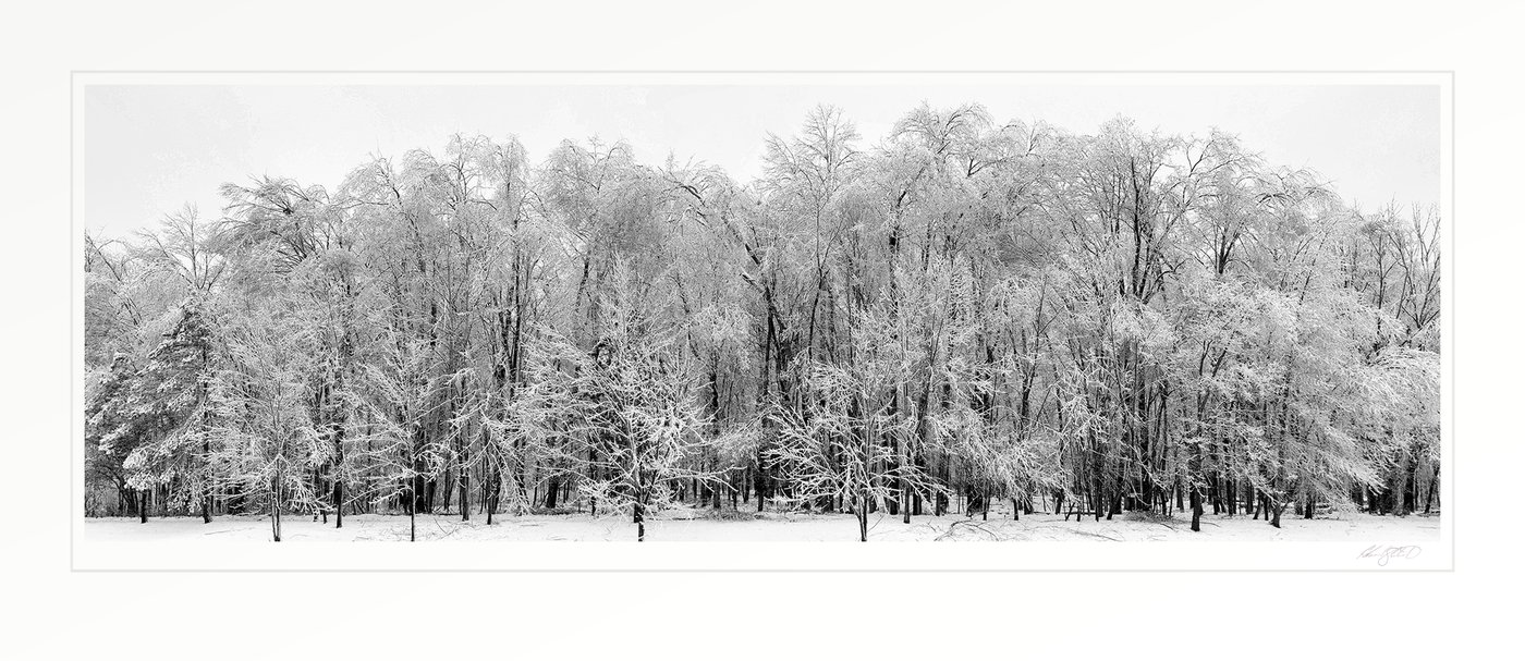 A row of trees encased in ice after a winter storm.
