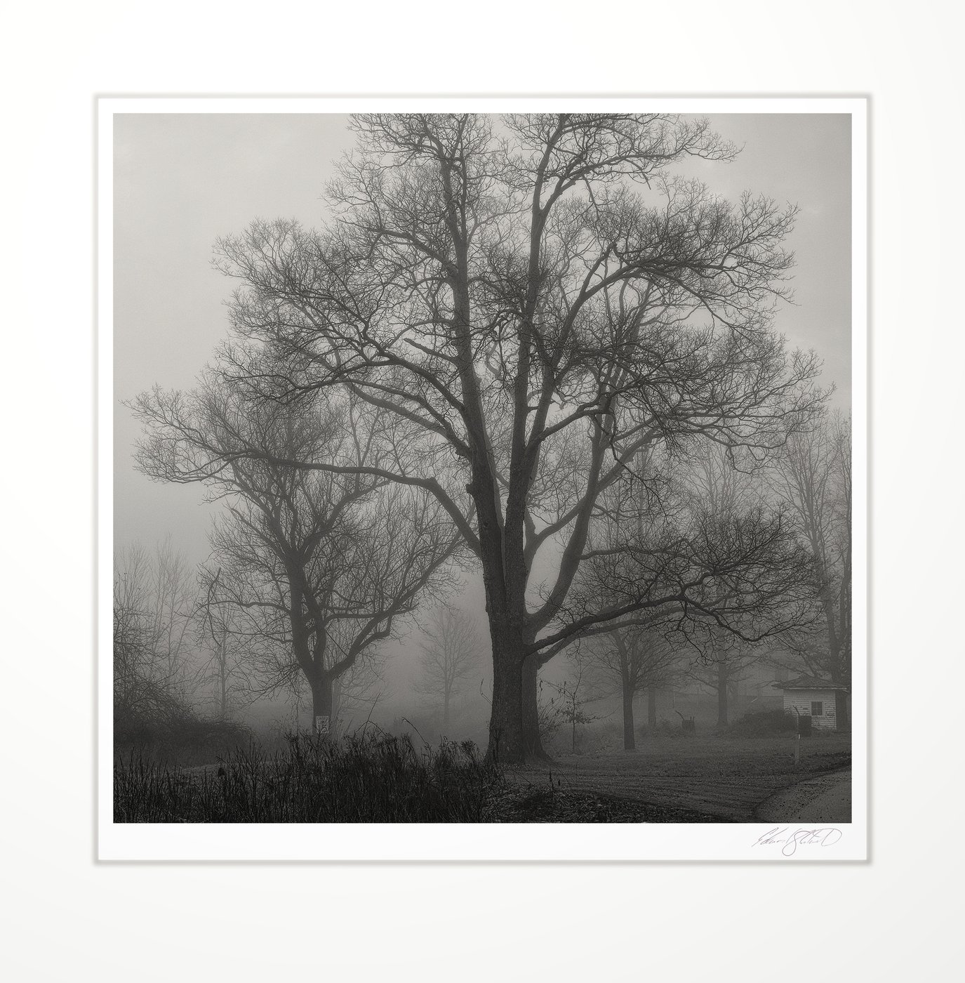 Bare trees in dense fog