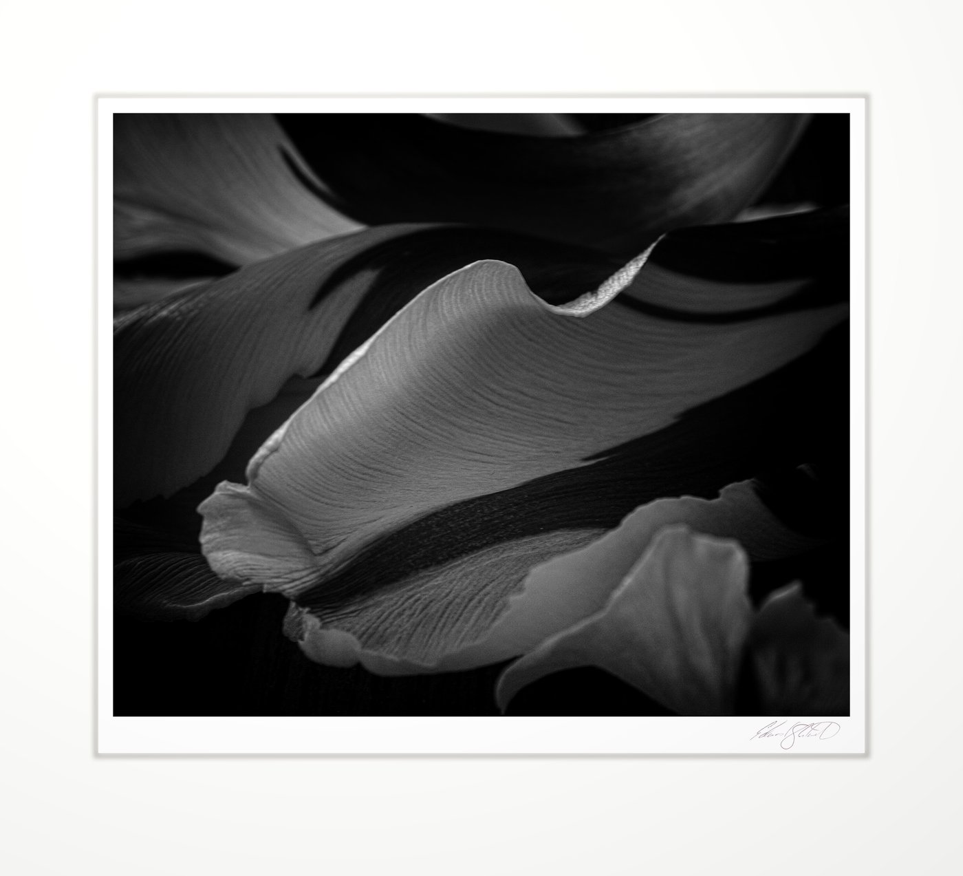 A curved tulip petal close-up. Eaton Rapids, Michigan -2017